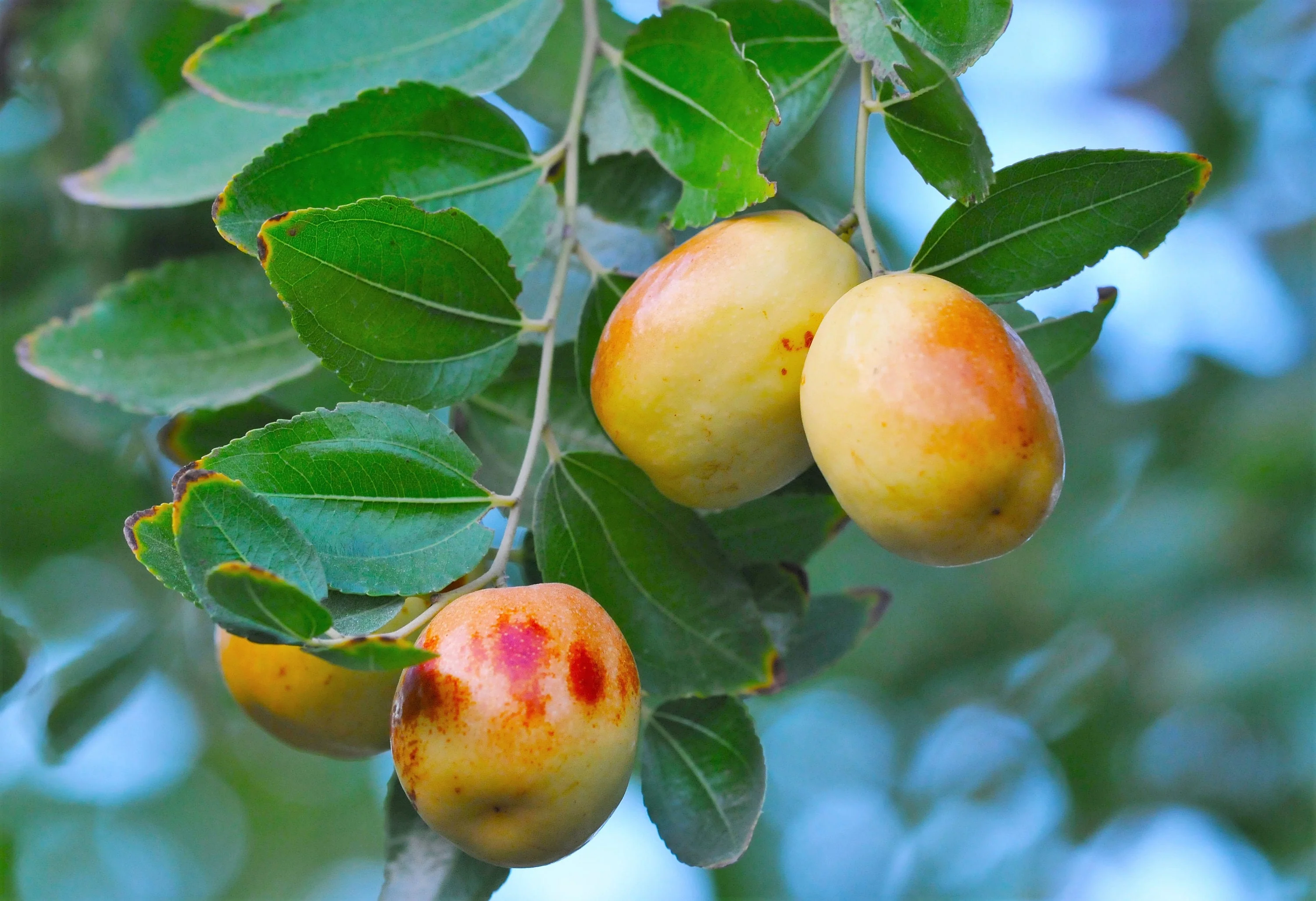 20 ASIAN DATE Jujube Ziziphus Spinosa Common Chinese Tsao Red Fruit Tree Seeds - Image 2