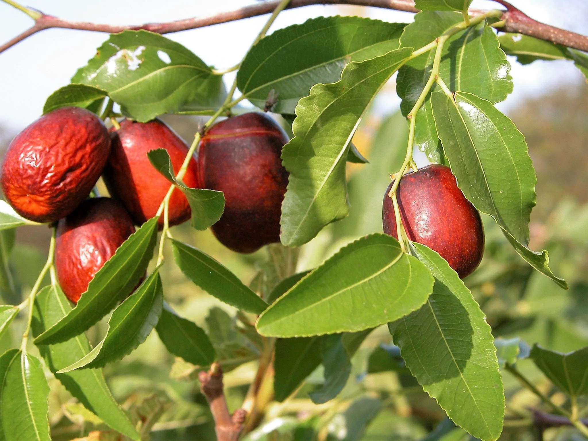 20 ASIAN DATE Jujube Ziziphus Spinosa Common Chinese Tsao Red Fruit Tree Seeds - Image 3