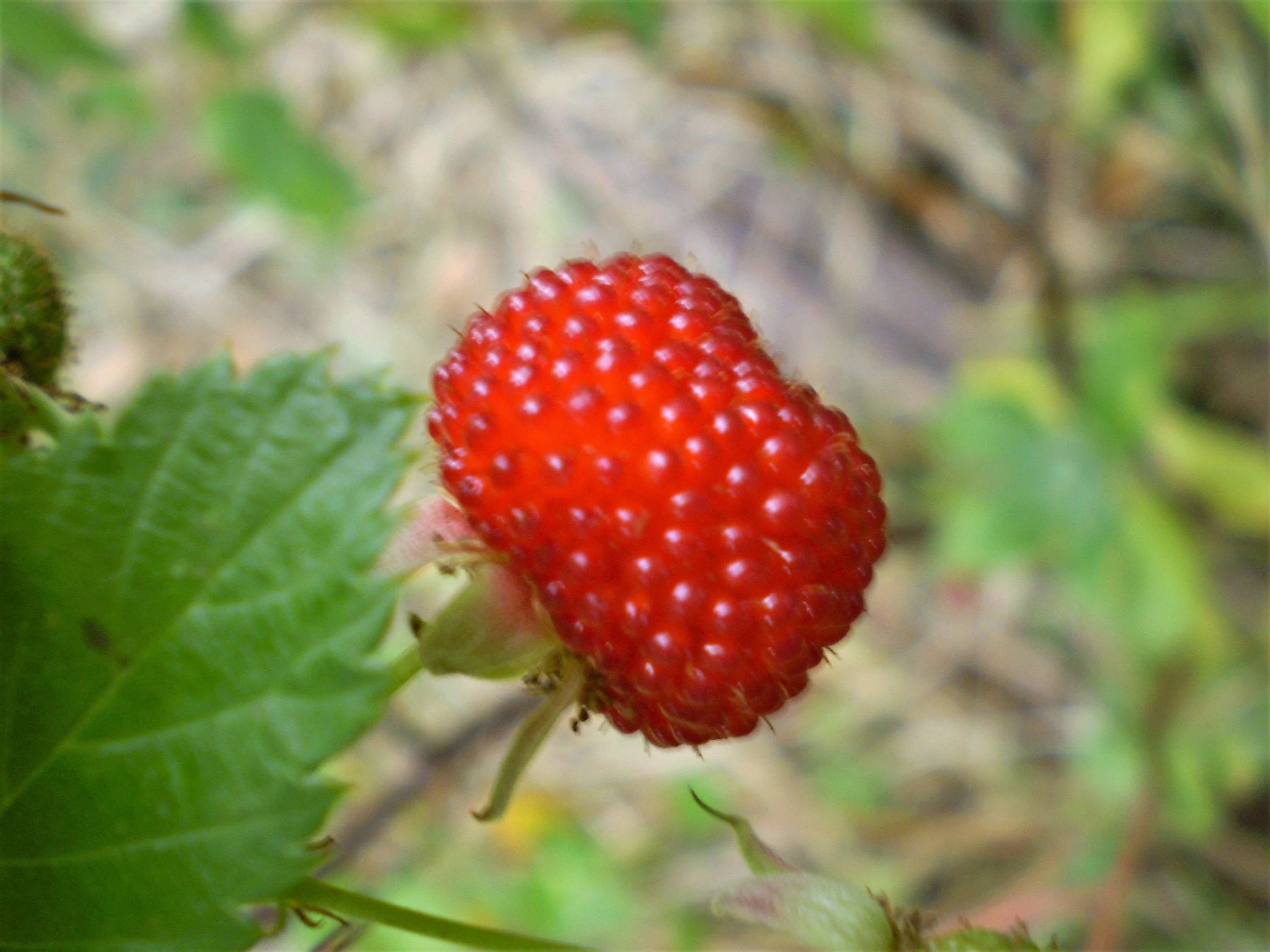 20 AUSTRALIAN RASPBERRY aka Queensland & Atherton Raspberry Rubus Probus Red Berry Fruit Shrub Seeds - Image 2