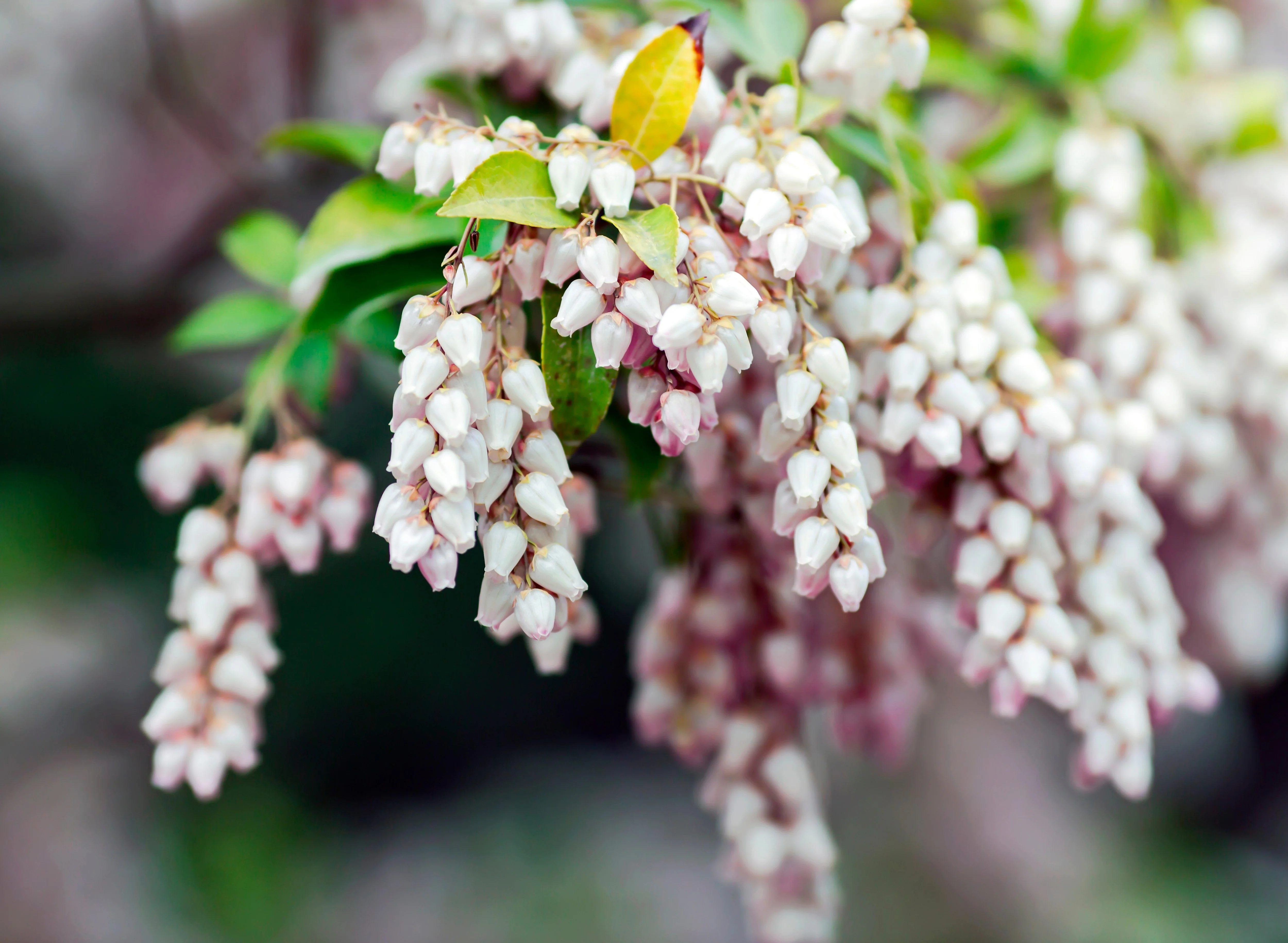 20 BEARBERRY Arctostaphylos Uva-Ursi Kinnikinnick Pinemat Manzanita Flower Seeds - Image 2