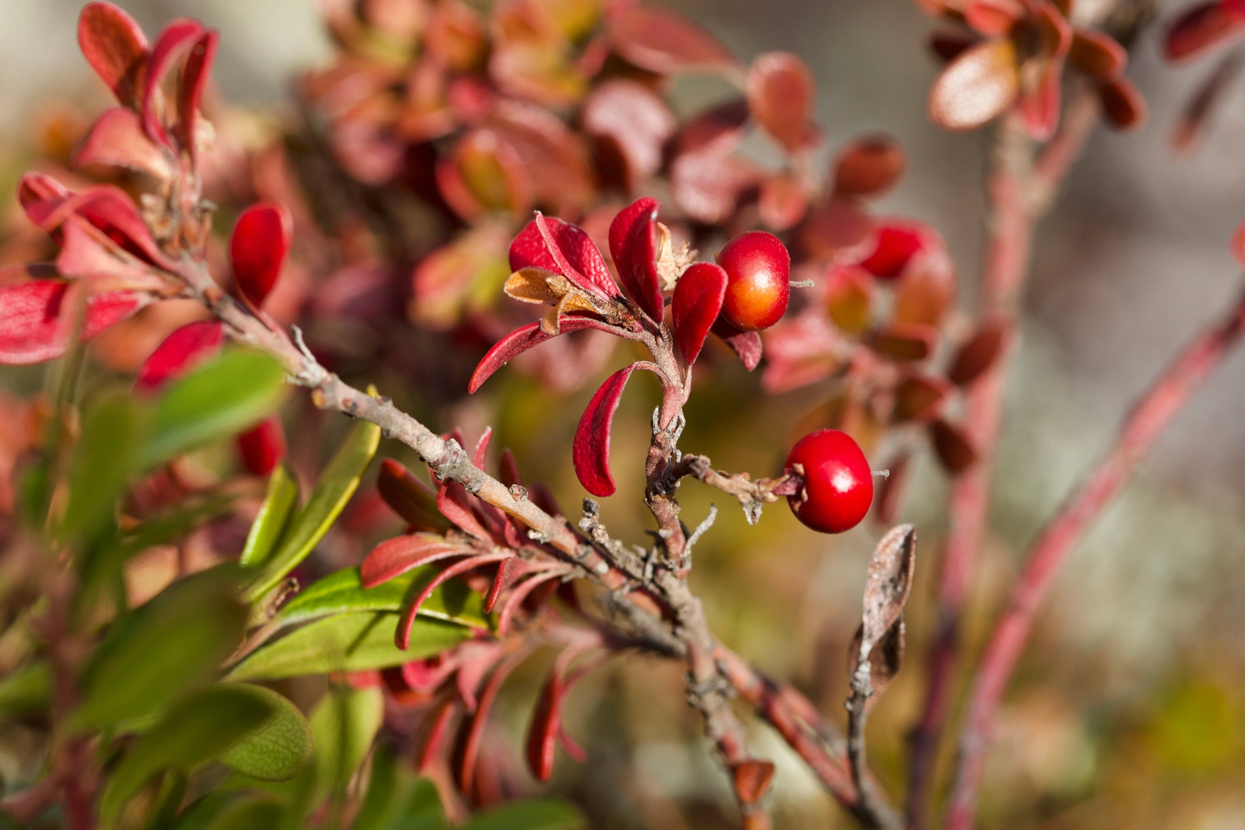20 BEARBERRY Arctostaphylos Uva-Ursi Kinnikinnick Pinemat Manzanita Flower Seeds - Image 9