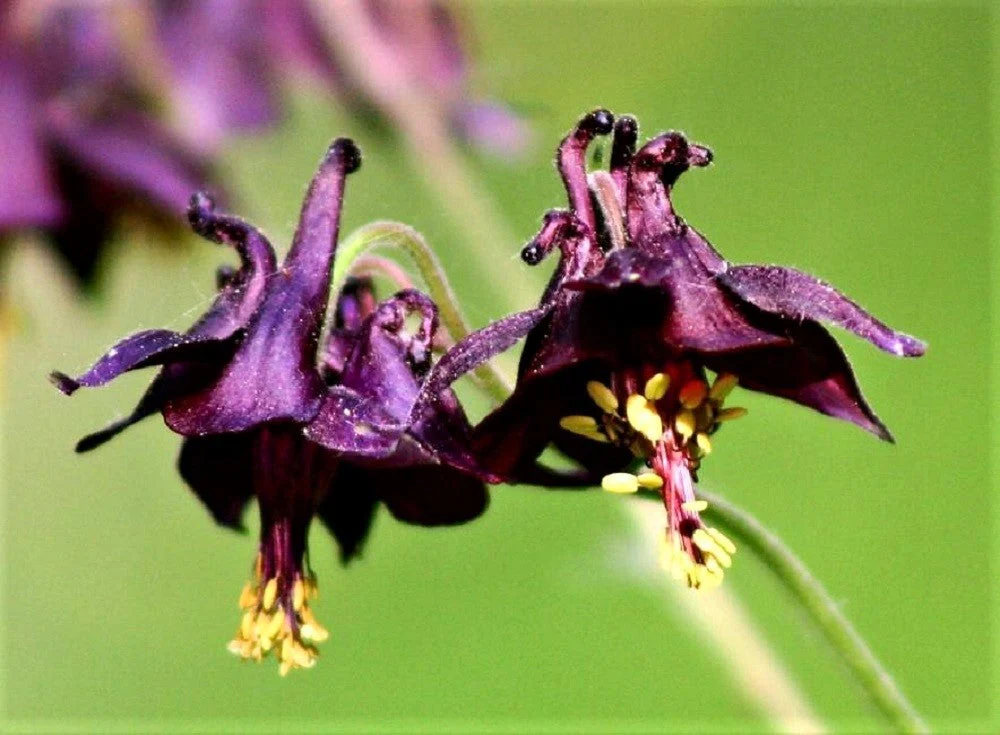 20 BLACK COLUMBINE Dark Columbine Aquilegia Atrata Deep Purple Flower Seeds - Image 2
