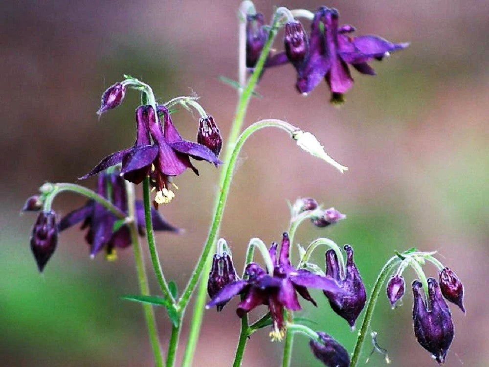 20 BLACK COLUMBINE Dark Columbine Aquilegia Atrata Deep Purple Flower Seeds - Image 6