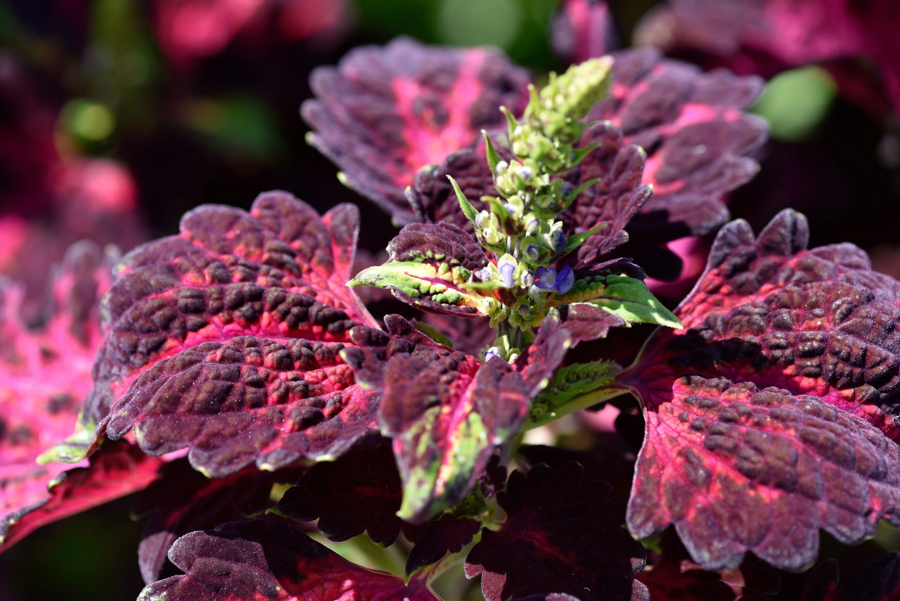 20 BLACK DRAGON COLEUS Solenostemon Scutellarioides Painted Nettle Maroon & Black Shade Flower Seeds - Image 3