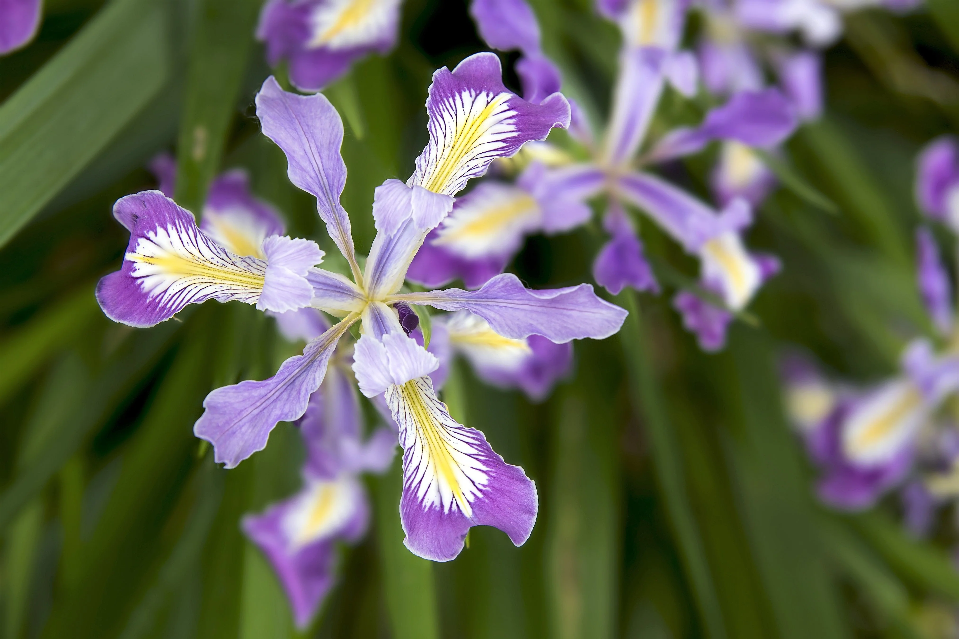 20 Blue & Purple OREGON IRIS ( Tough-Leaf Iris ) Iris Tenax Flower Seeds - Image 3