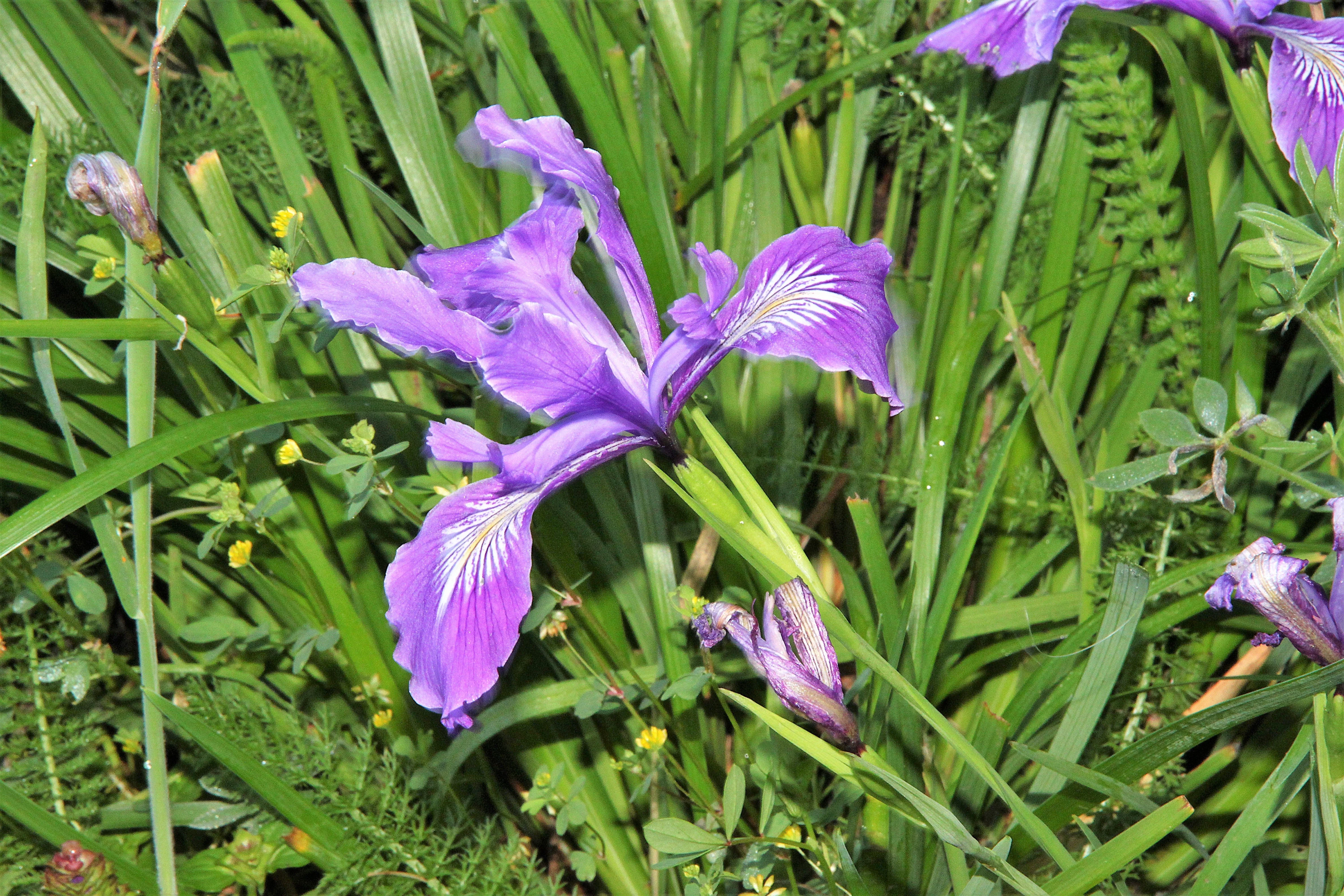 20 Blue & Purple OREGON IRIS ( Tough-Leaf Iris ) Iris Tenax Flower Seeds - Image 8