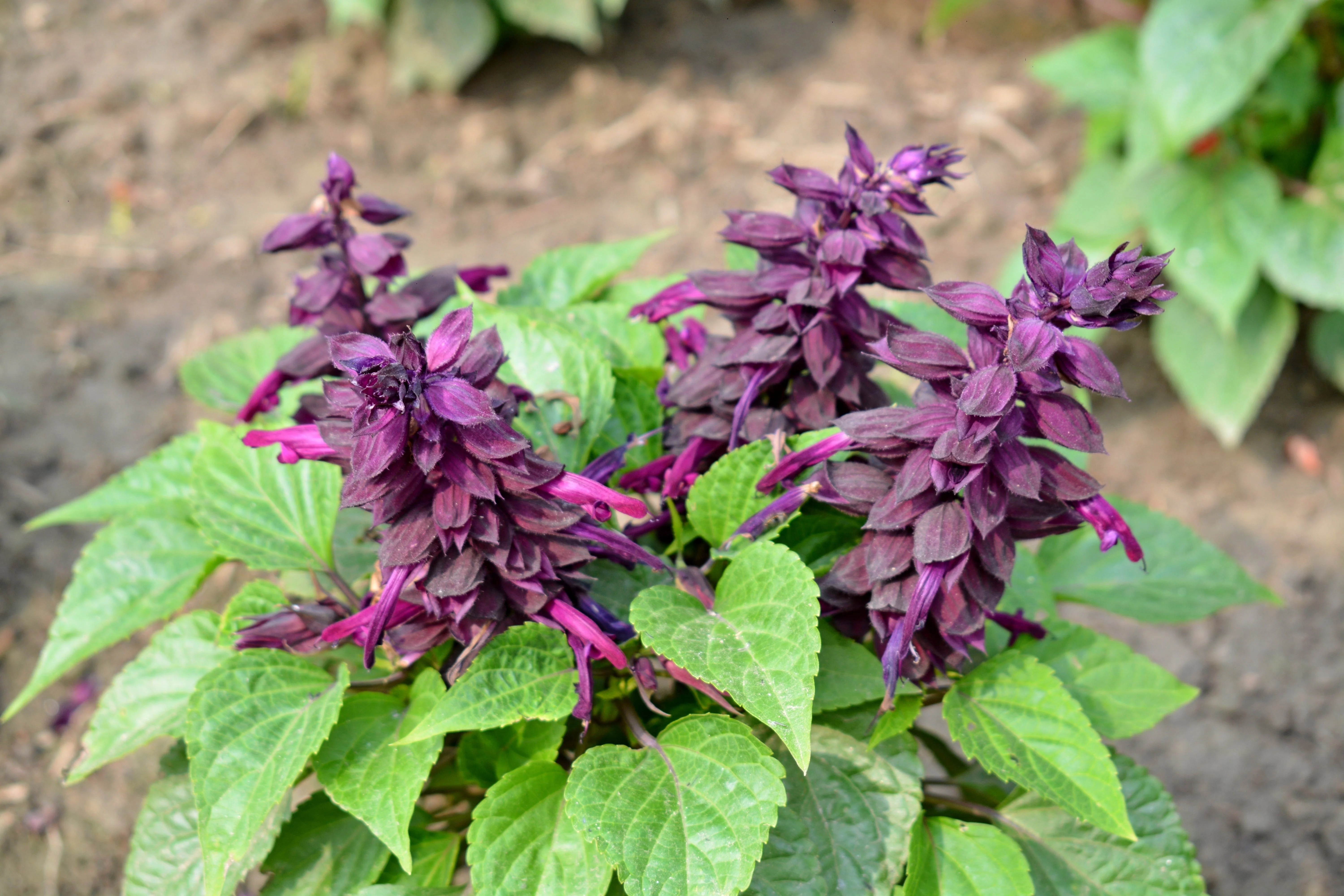 20 BRIGHT PURPLE SALVIA Splendens Scarlet Sage Flower Seeds - Image 6
