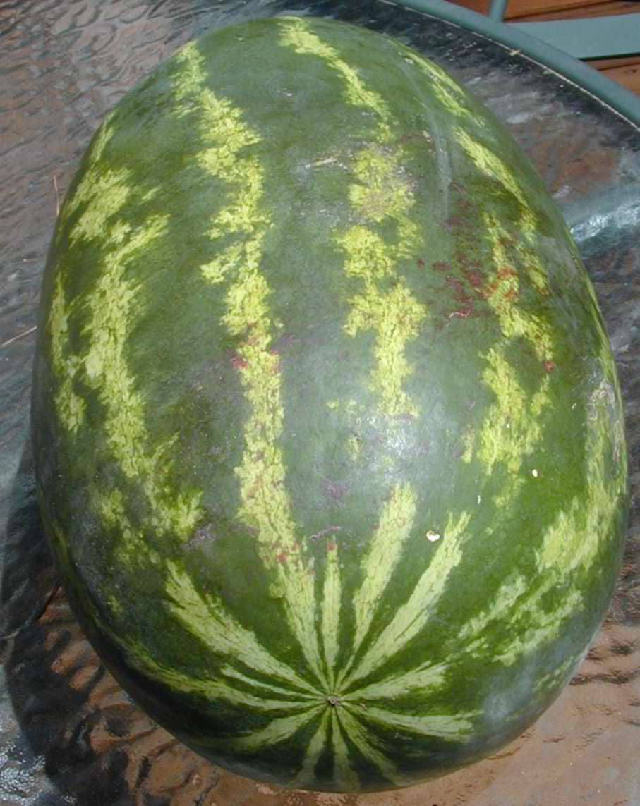 20 CAL SWEET Supreme WATERMELON Red Citrullus Lanatus 30 lb Melon Fruit Seeds - Image 4