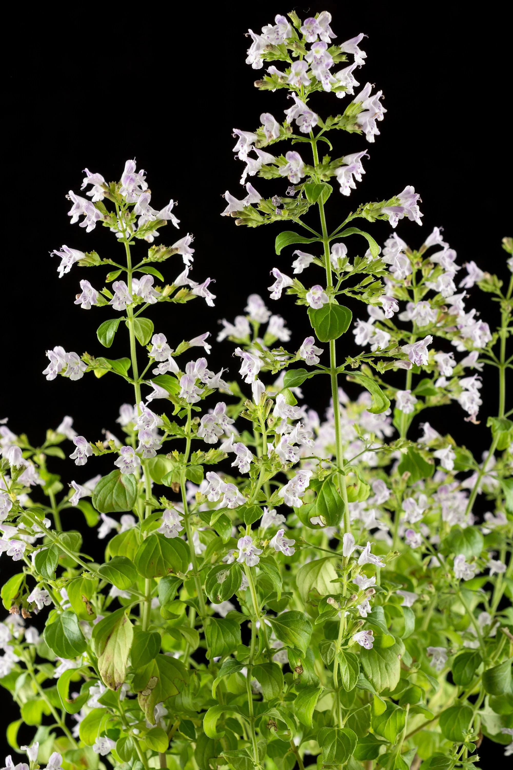 20 CALAMINT Lesser Calamintha Nepeta Officinalis Fragrant Herb White - Lilac Flower Seeds - Image 5
