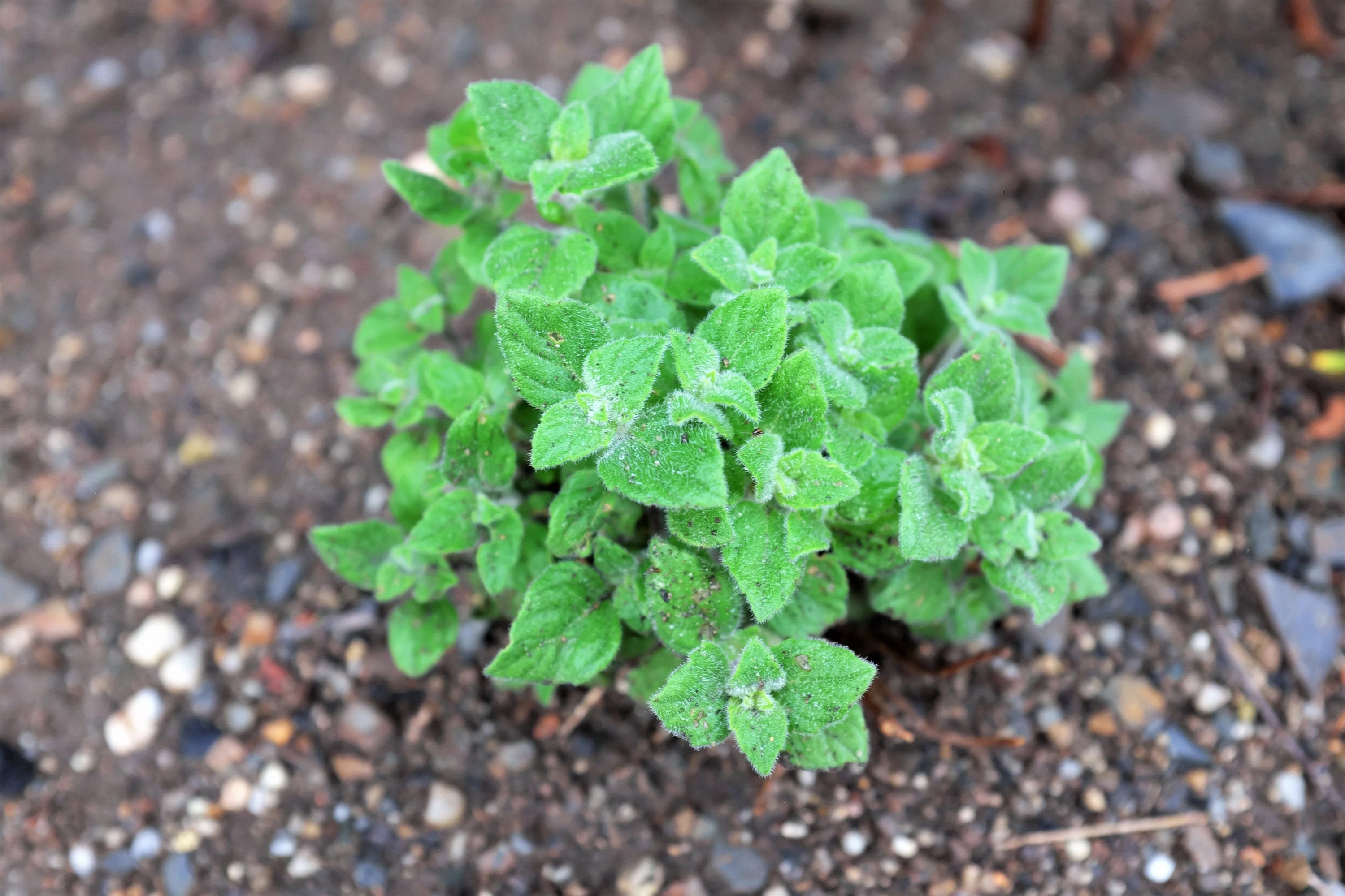 20 CALAMINT Lesser Calamintha Nepeta Officinalis Fragrant Herb White - Lilac Flower Seeds - Image 8