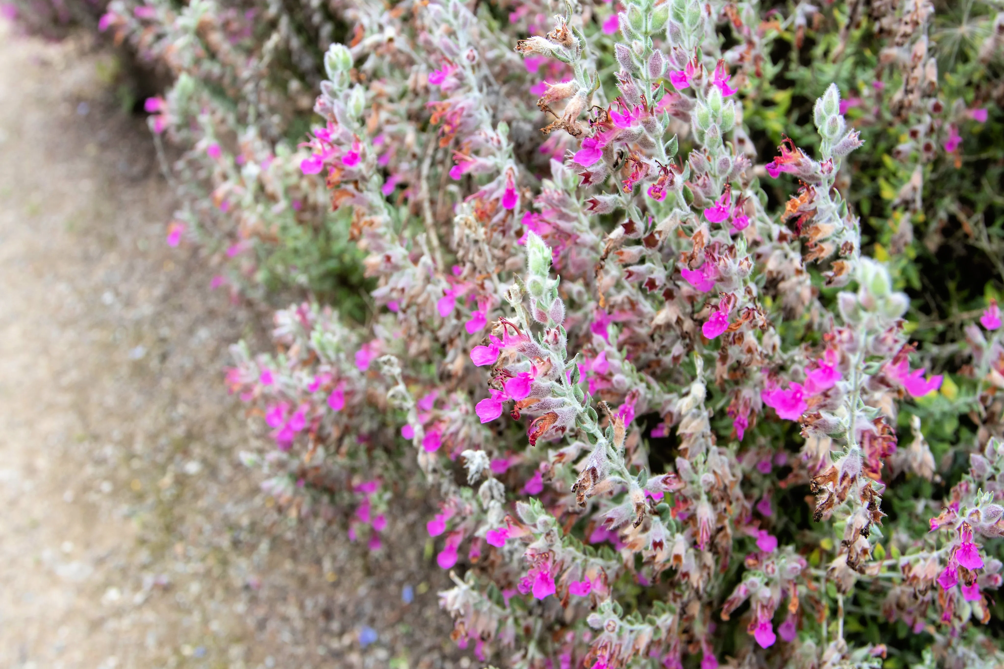 20 CAT THYME Teucrium Marum aka Cat Crack, Kitty Crack, & Mediterranean Germander Silvery Foliage Red Purple Flower Herb Sub-Shrub Seeds - Image 5