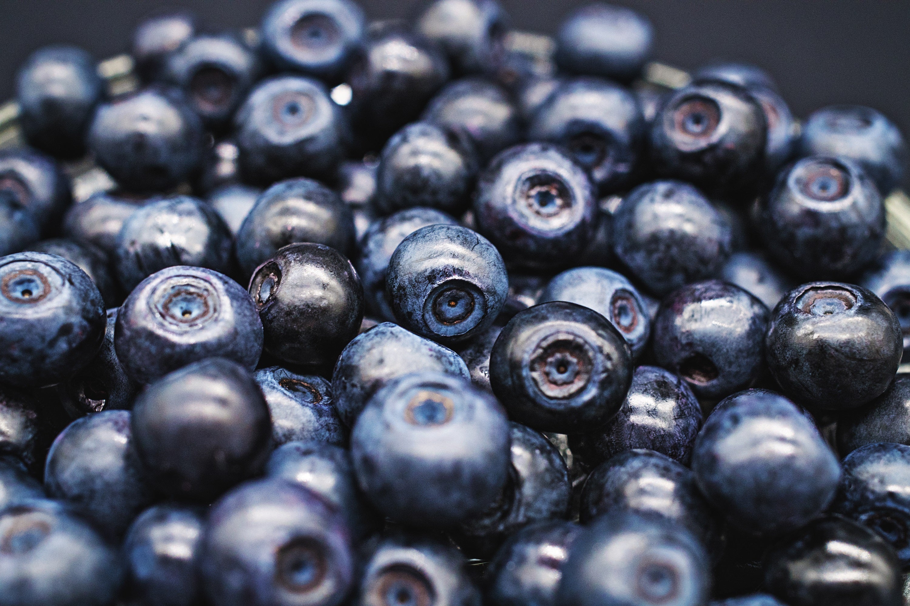 20 Common BILBERRY Fruit Shrub European Blueberry Vaccinium Myrtillus Seeds - Image 3