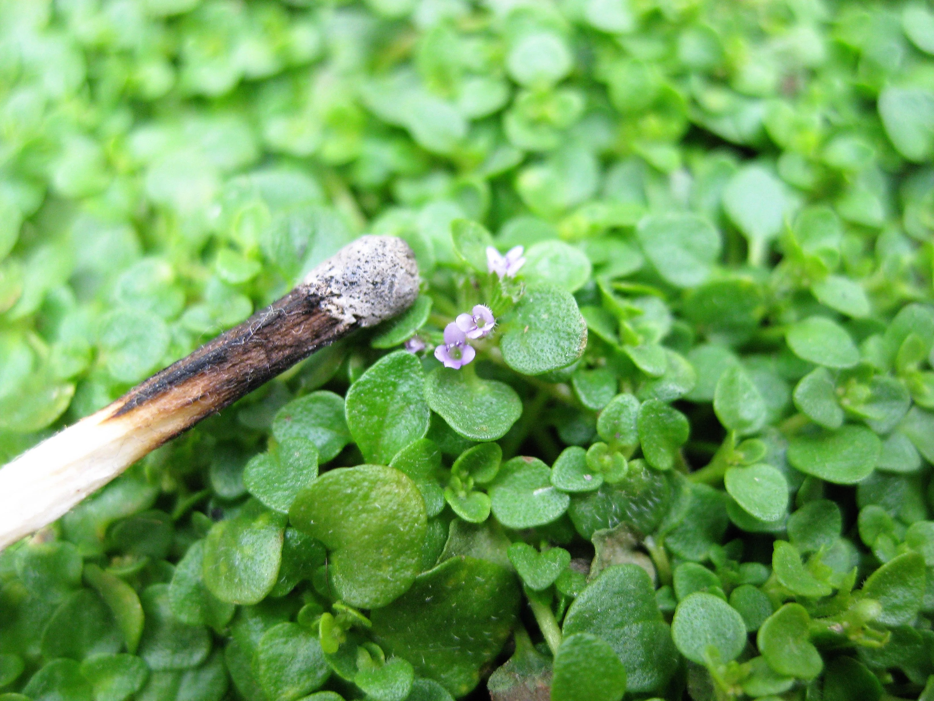 20 CORSICAN MINT Mentha Requienii Herb Fragrant Ground Cover Flower Seeds - Image 5