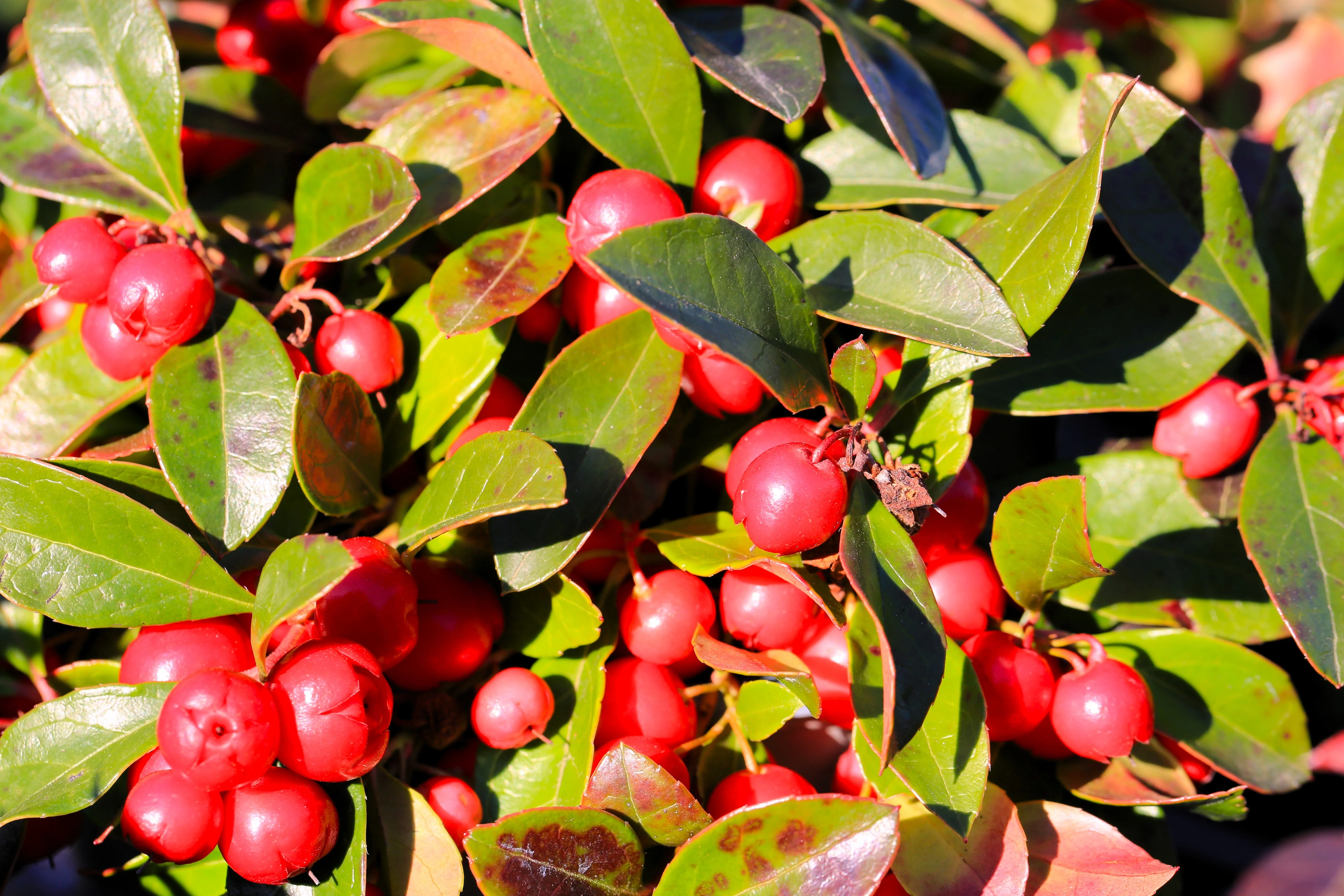 20 Creeping WINTERGREEN / TEABERRY Gaultheria Procumbens Evergreen Flower Seeds - Image 4