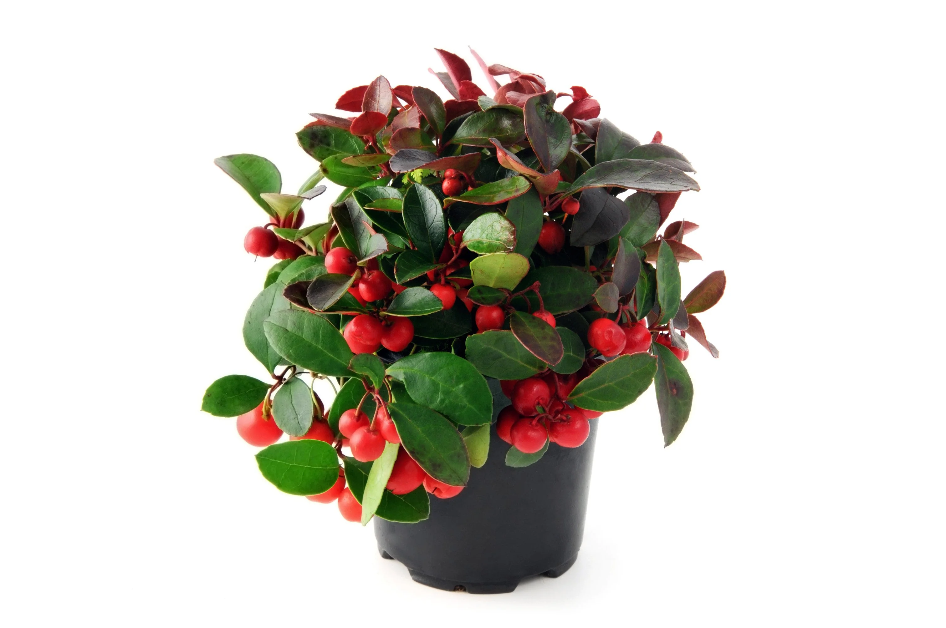 20 Creeping WINTERGREEN / TEABERRY Gaultheria Procumbens Evergreen Flower Seeds - Image 9