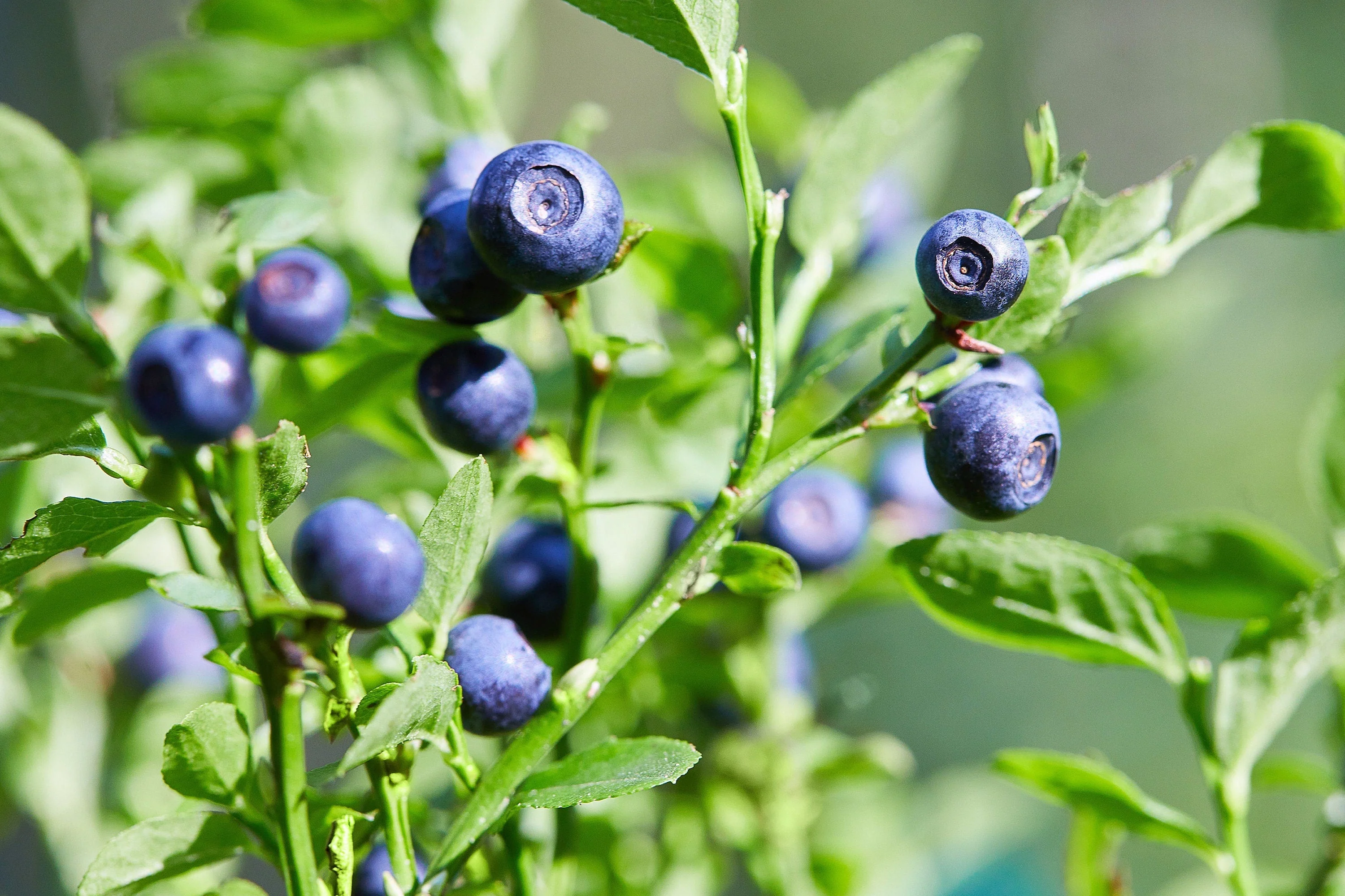 20 DWARF BILBERRY Vaccinium Caespitosum Dwarf Blueberry Whortleberry Pink Flower Blue Berry Fruit Evergreen Shrub Seeds - Image 6