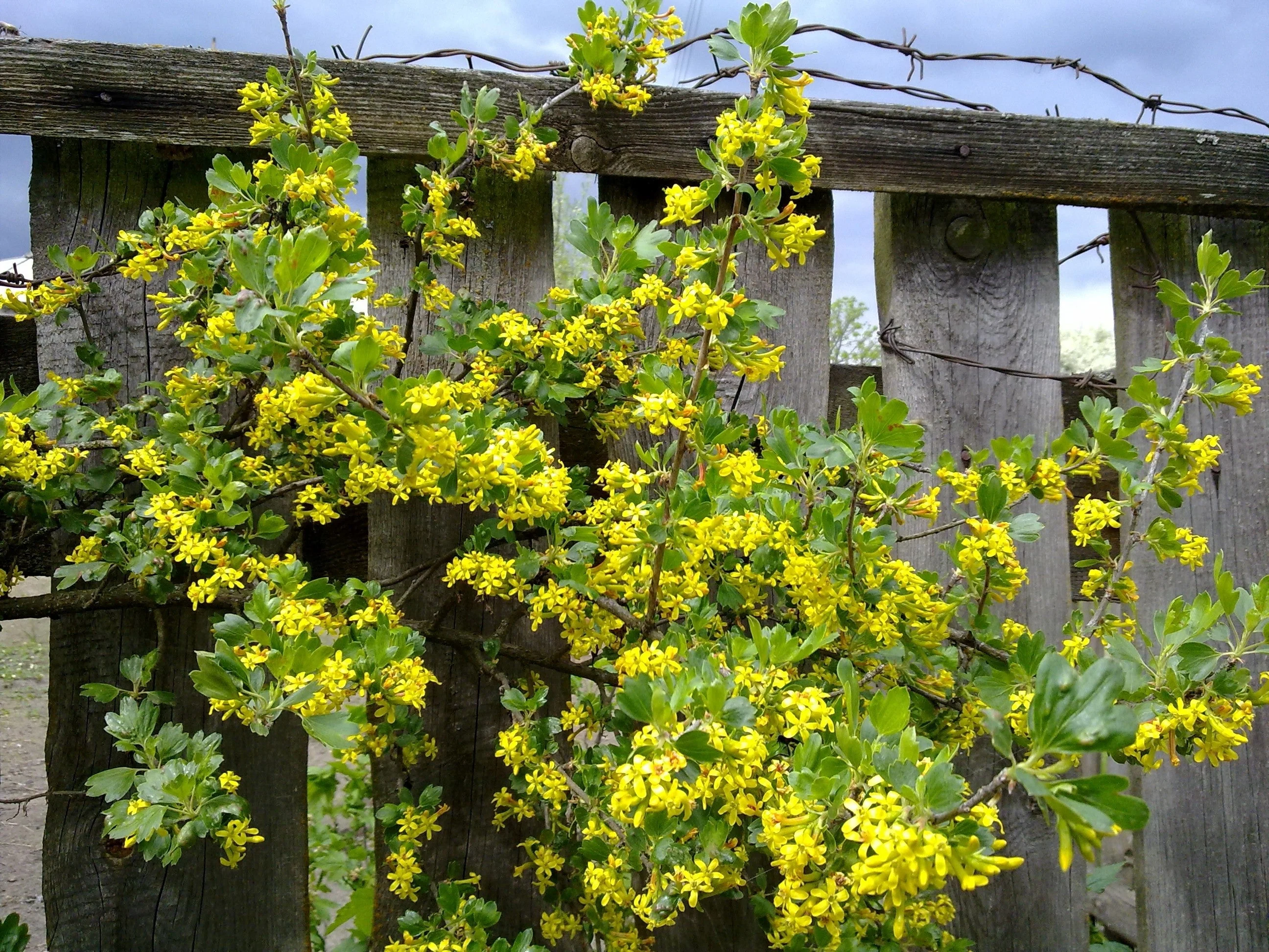 20 GOLDEN CURRANT SHRUB Black Fruit Yellow Flower Ribes Chrysobotrya Aurea Seeds - Image 2