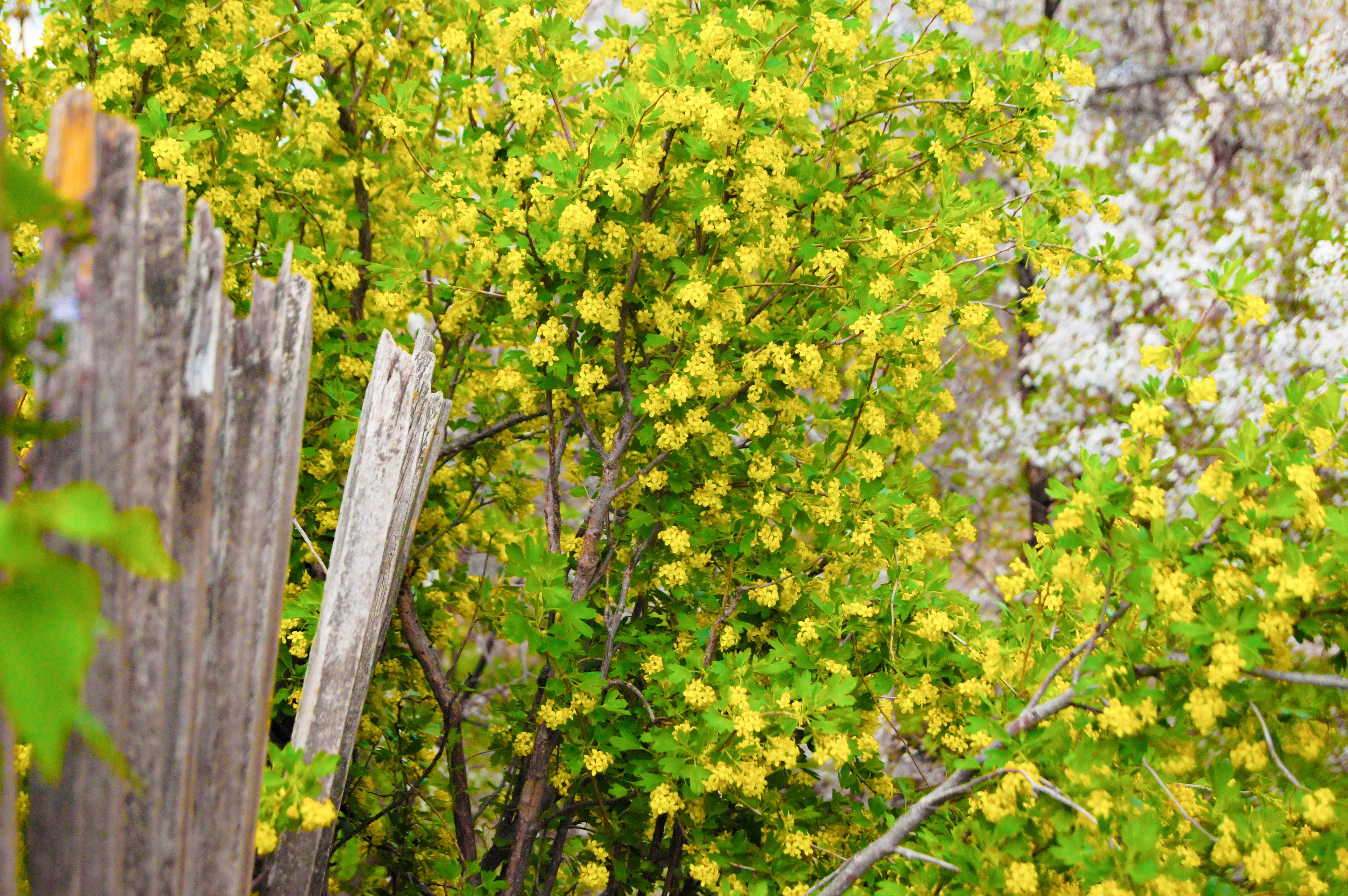 20 GOLDEN CURRANT SHRUB Black Fruit Yellow Flower Ribes Chrysobotrya Aurea Seeds - Image 6