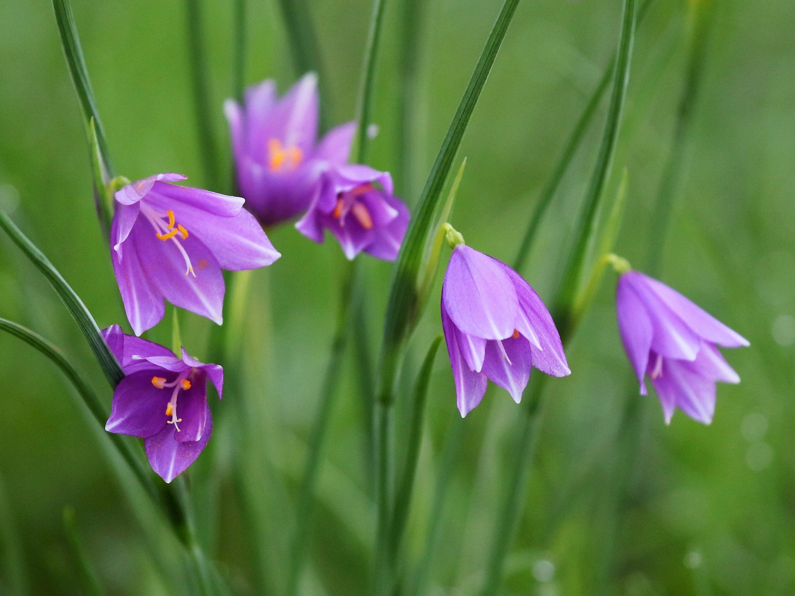 20 GRASSWIDOW Purple-Eyed Grass Sisyrinchium Inflatum syn. Olsynium Douglasii Grass Widows Reddish Purple Ornamental Grass Flower Seeds - Image 11