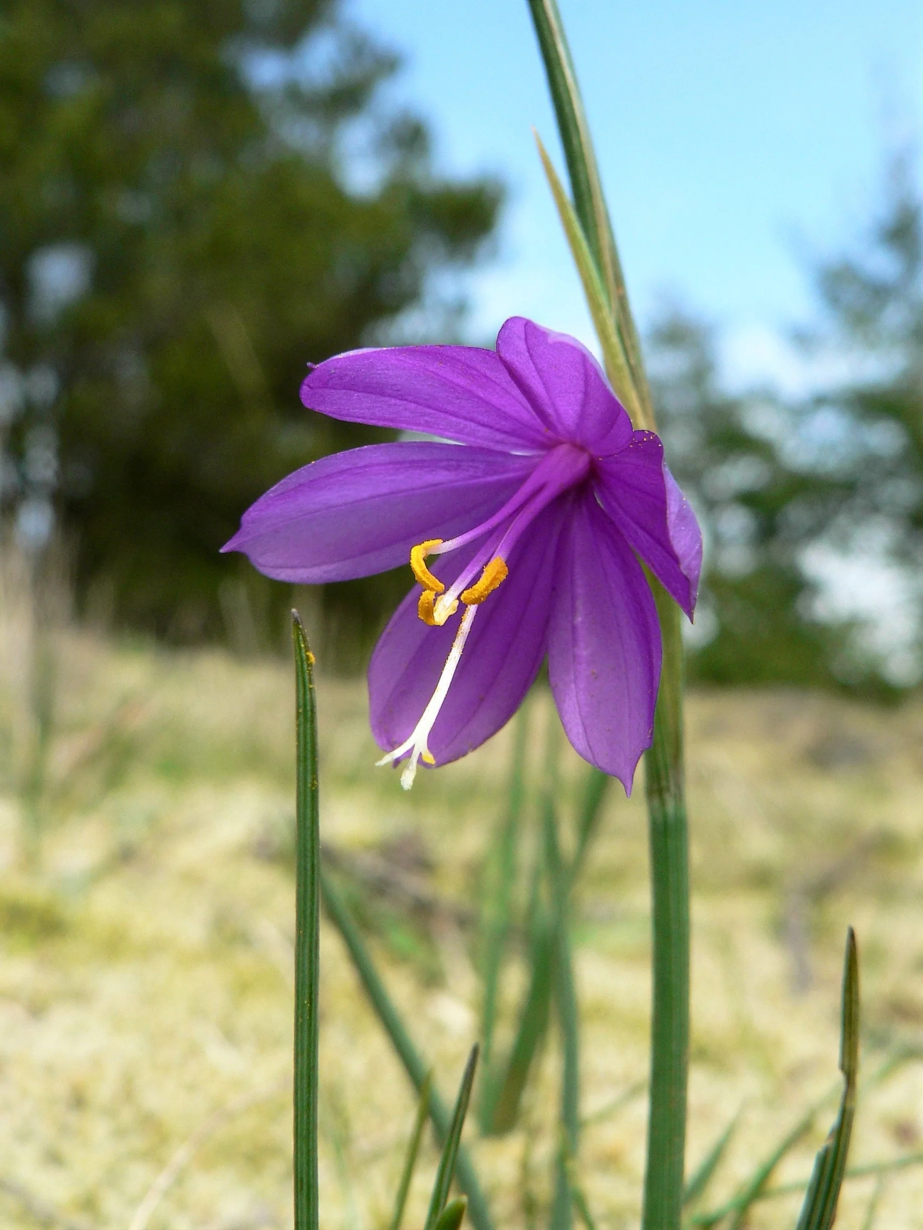 20 GRASSWIDOW Purple-Eyed Grass Sisyrinchium Inflatum syn. Olsynium Douglasii Grass Widows Reddish Purple Ornamental Grass Flower Seeds - Image 7