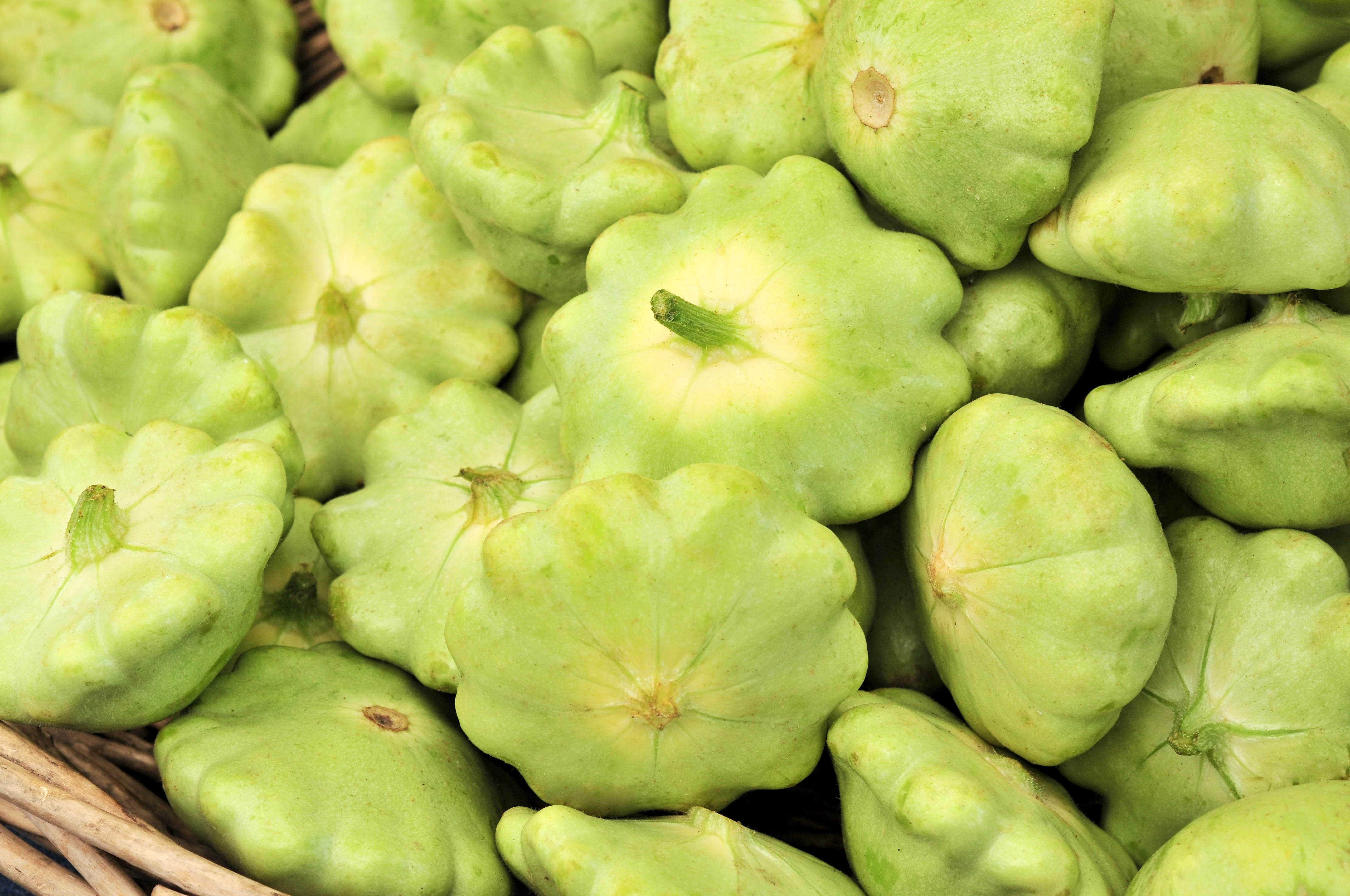 20 Green Tint BUSH SCALLOP SQUASH (Patty Pan / Paty Pan / Squanter Squash) Summer Cucurbita Pepo Vegetable Seeds - Image 2