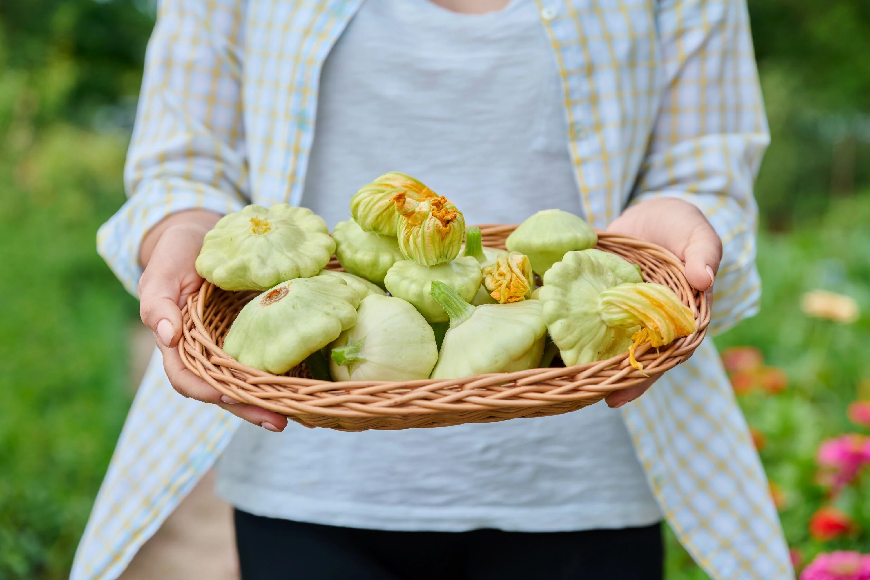 20 Green Tint BUSH SCALLOP SQUASH (Patty Pan / Paty Pan / Squanter Squash) Summer Cucurbita Pepo Vegetable Seeds - Image 4