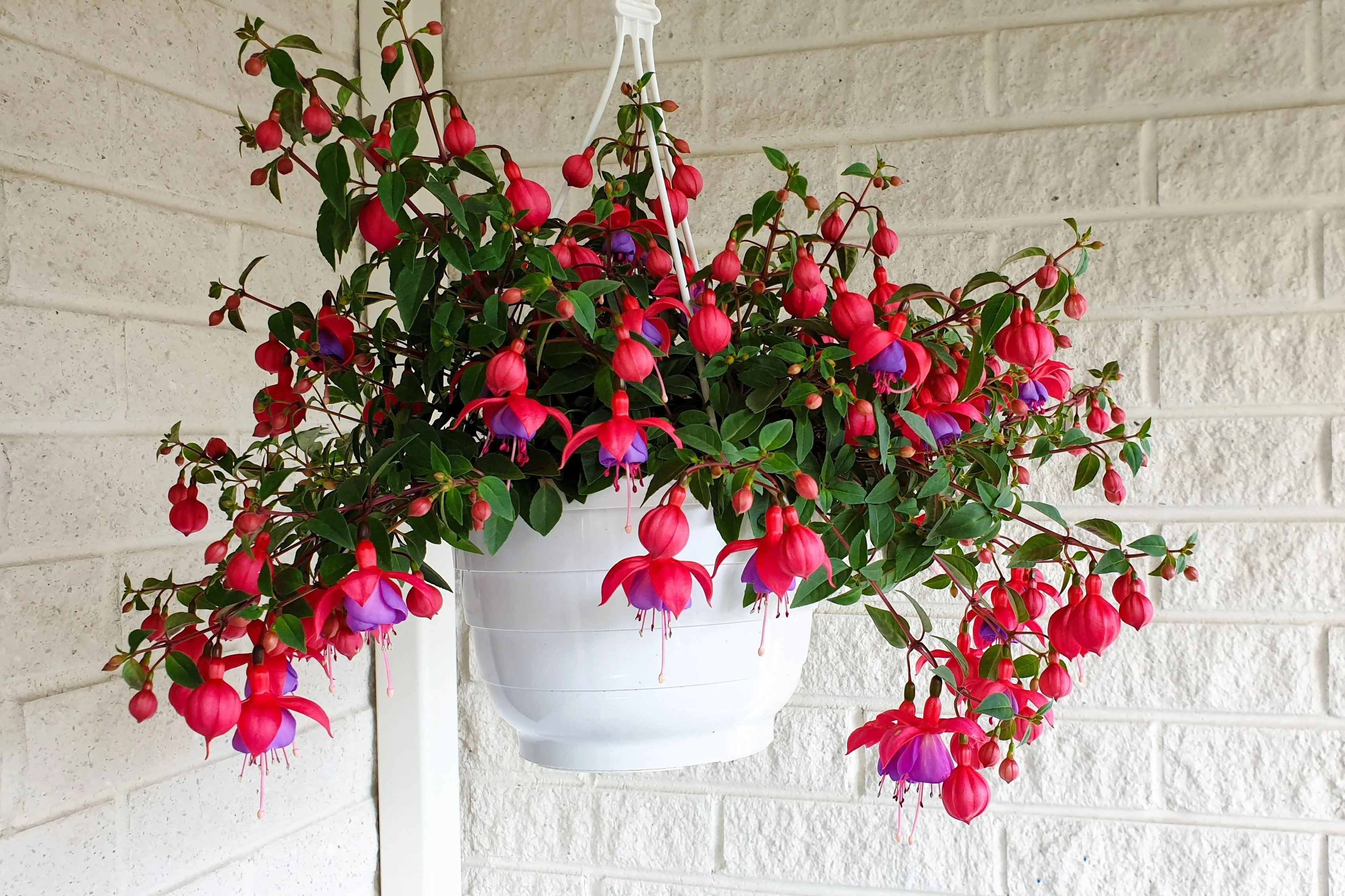 20 HARDY FUCHSIA Magellanica Pink Purple Hummingbird Flower Shrub Seeds - Image 6