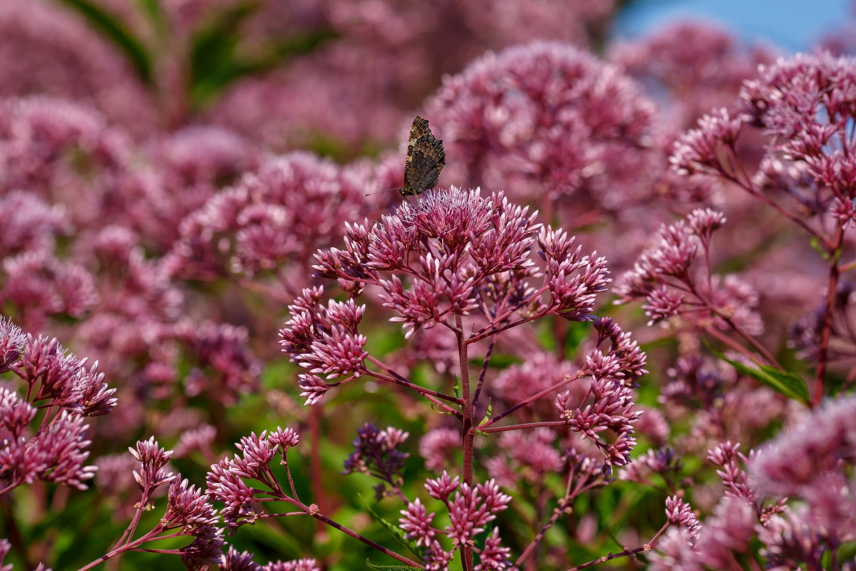 20 HEMP AGRIMONY Eupatorium Cannabinum Raspberries & Cream Flower Seeds - Image 2