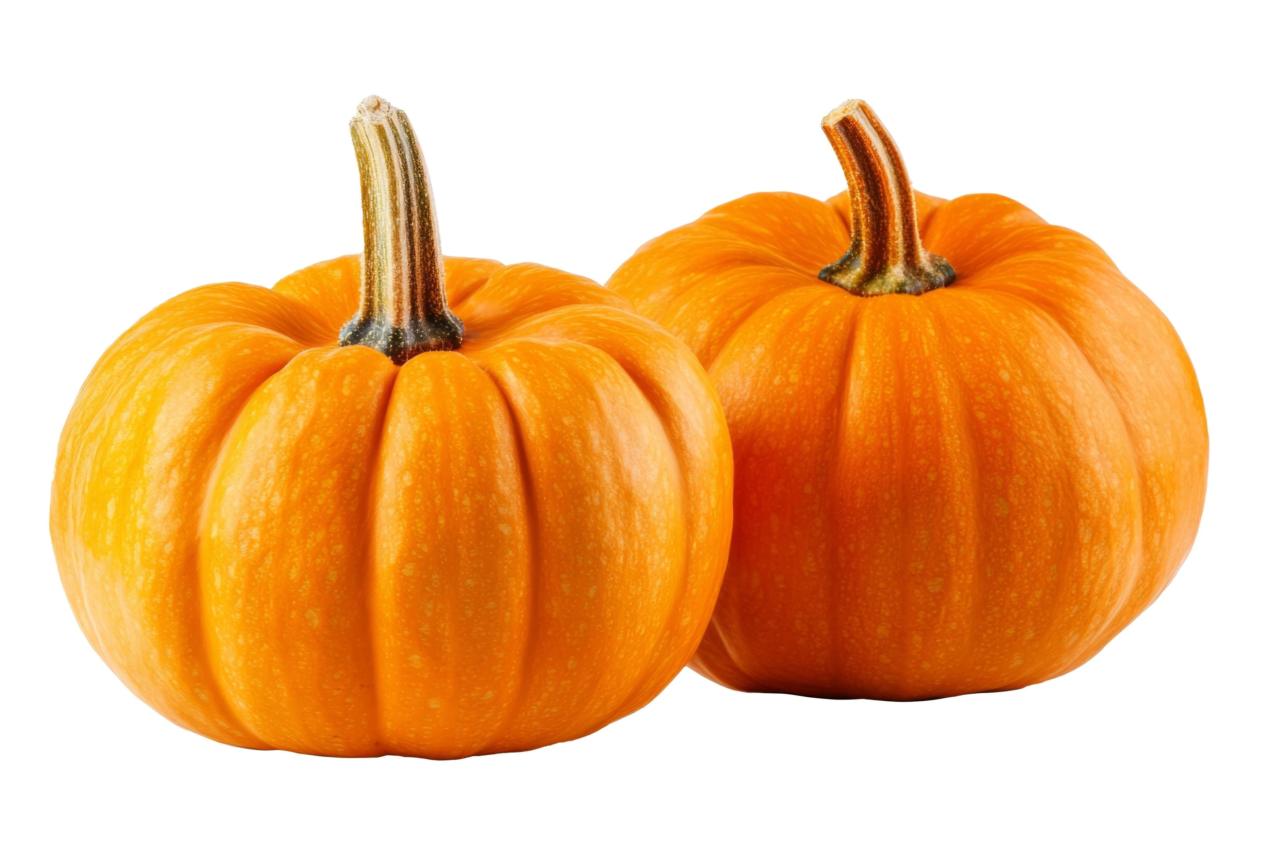 20 JACK Be LITTLE PUMPKIN Miniature Vegetable Cucurbita Pepo Seeds - Image 4
