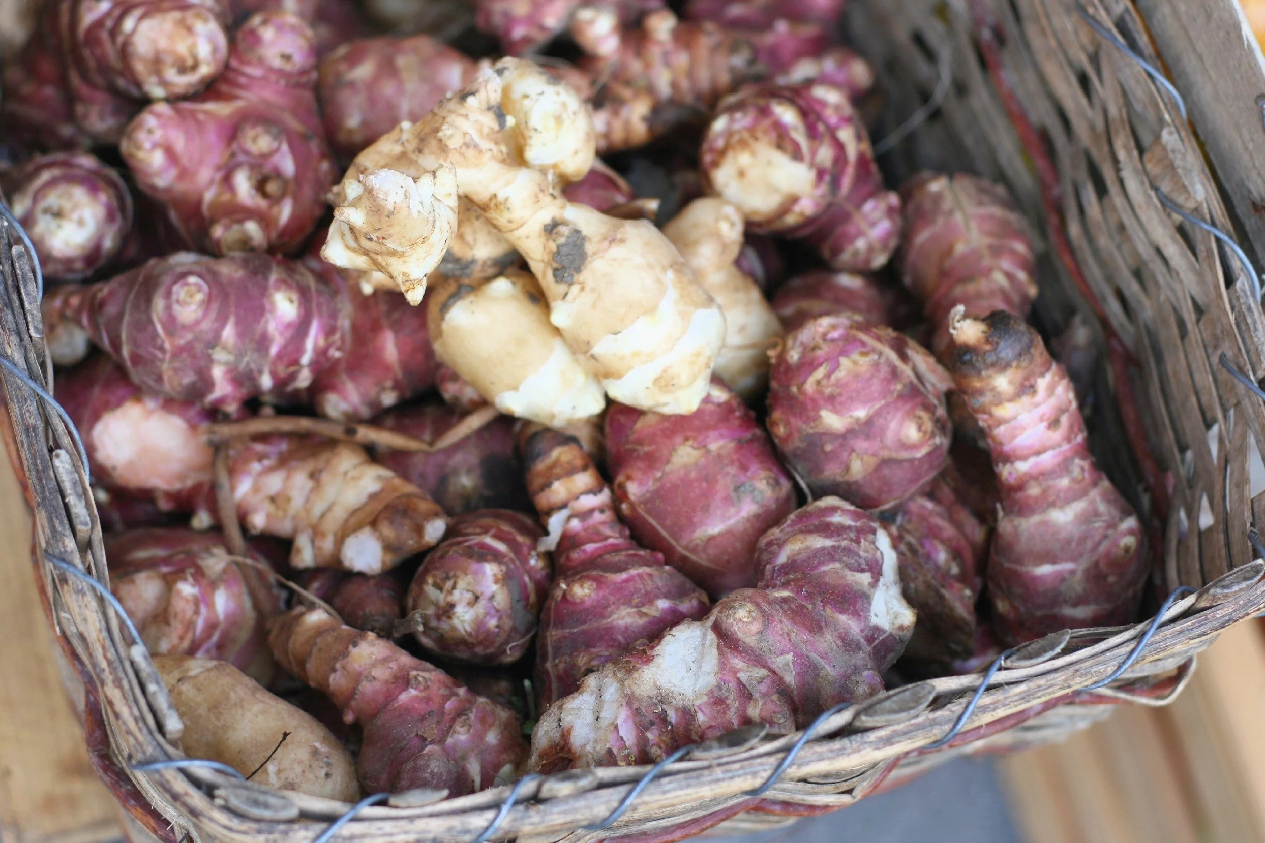 20 JERUSALEM ARTICHOKE Sunchoke Sunroot Helianthus Tuberosus Yellow Sunflower Root Vegetable Seeds - Image 8