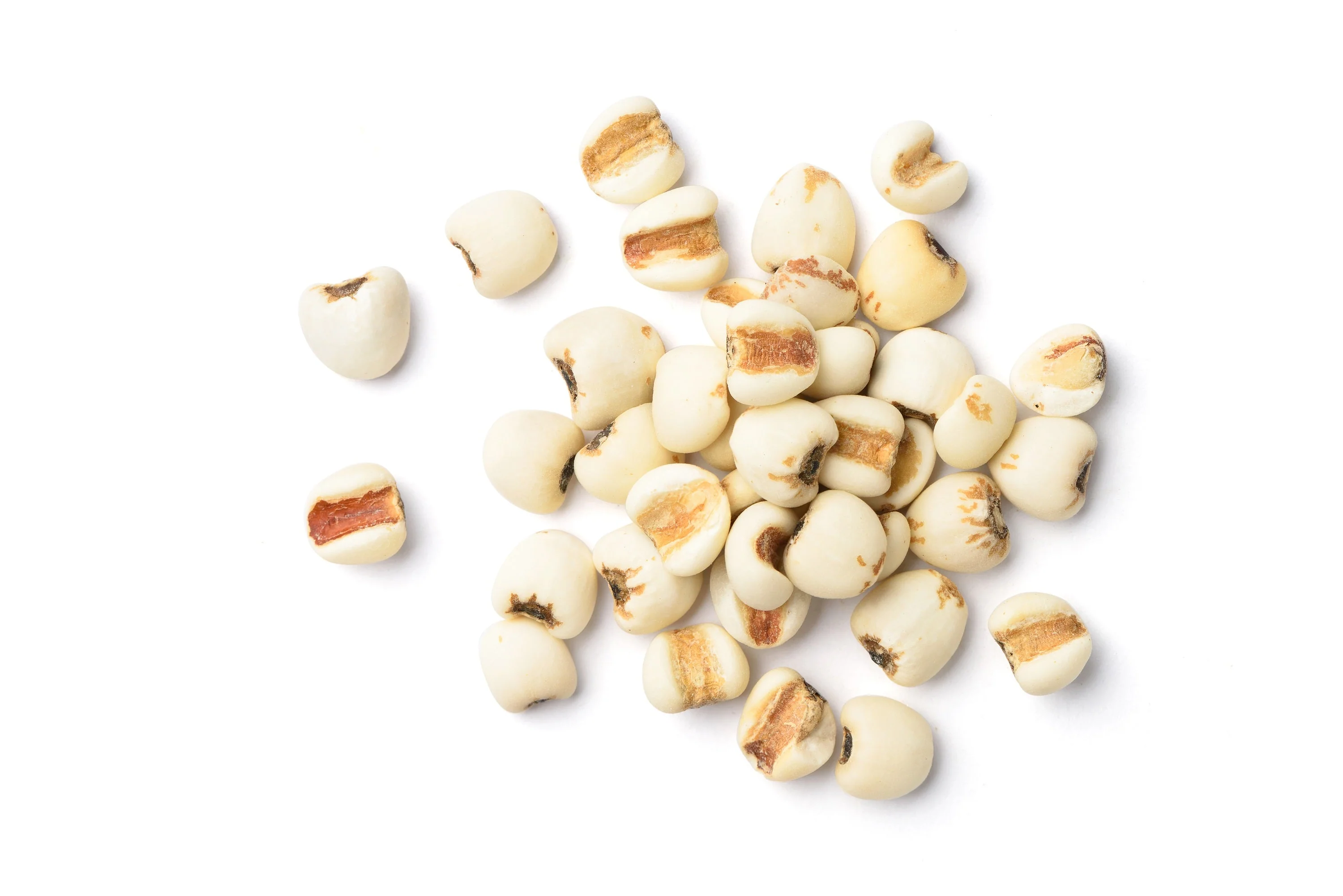 20 JOBS TEARS (Jobi / Coix / Yi Yi Ren / Junos Tears) Coix Lacryma Vegetable Seeds - Image 9