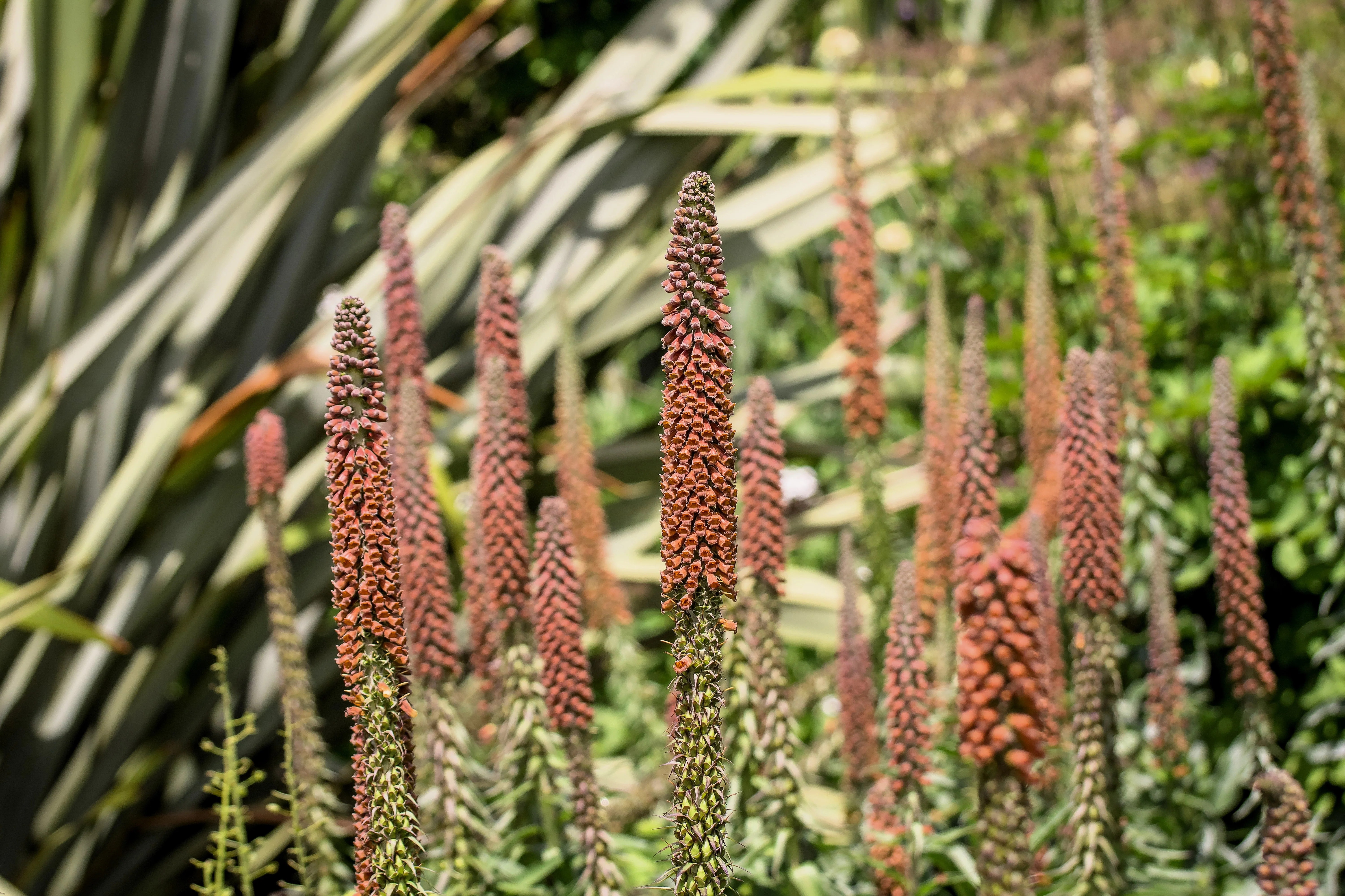 20 MILK CHOCOLATE FOXGLOVE Spanish Digitalis Parviflora Red Brown Flower Seeds - Image 10