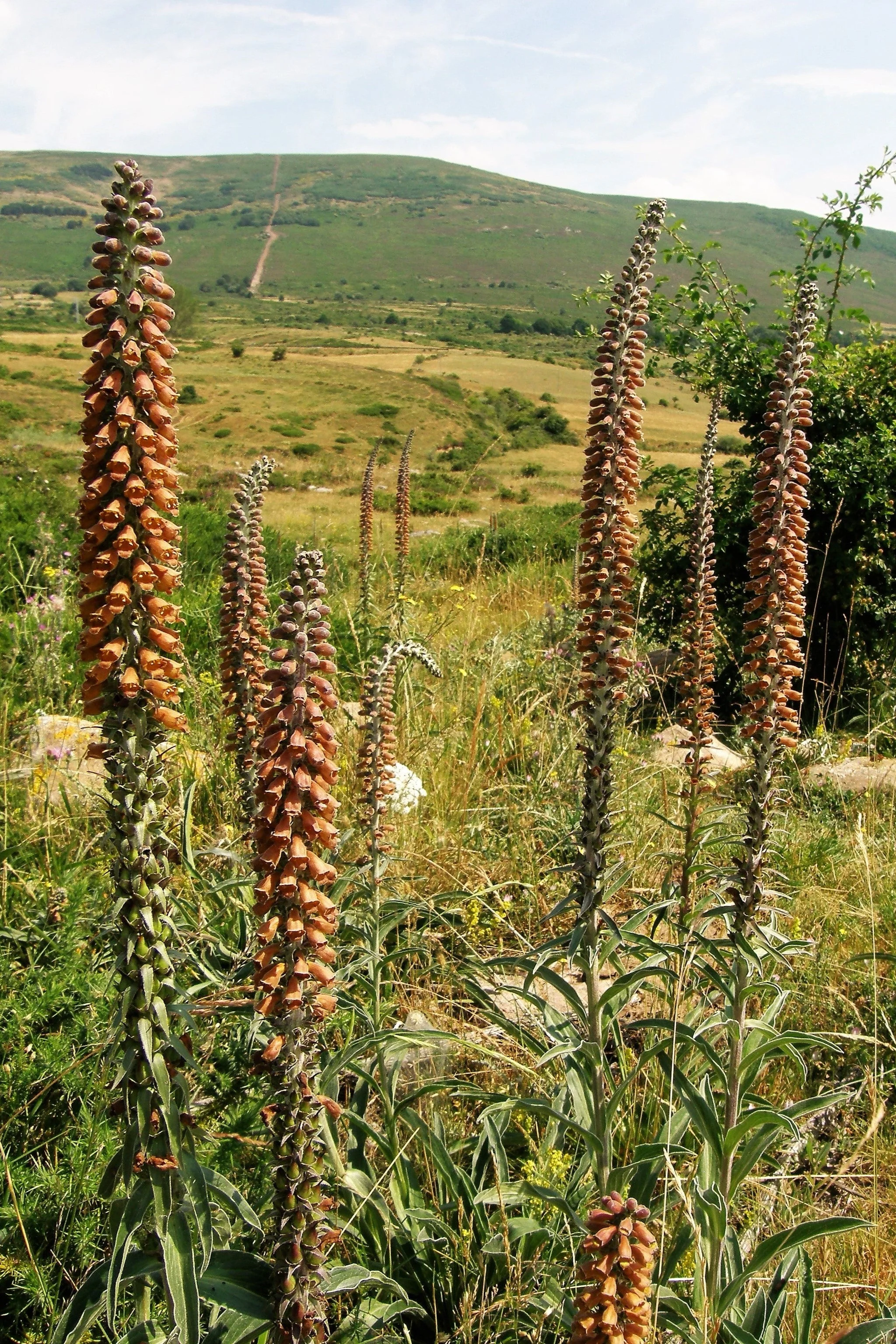20 MILK CHOCOLATE FOXGLOVE Spanish Digitalis Parviflora Red Brown Flower Seeds - Image 6