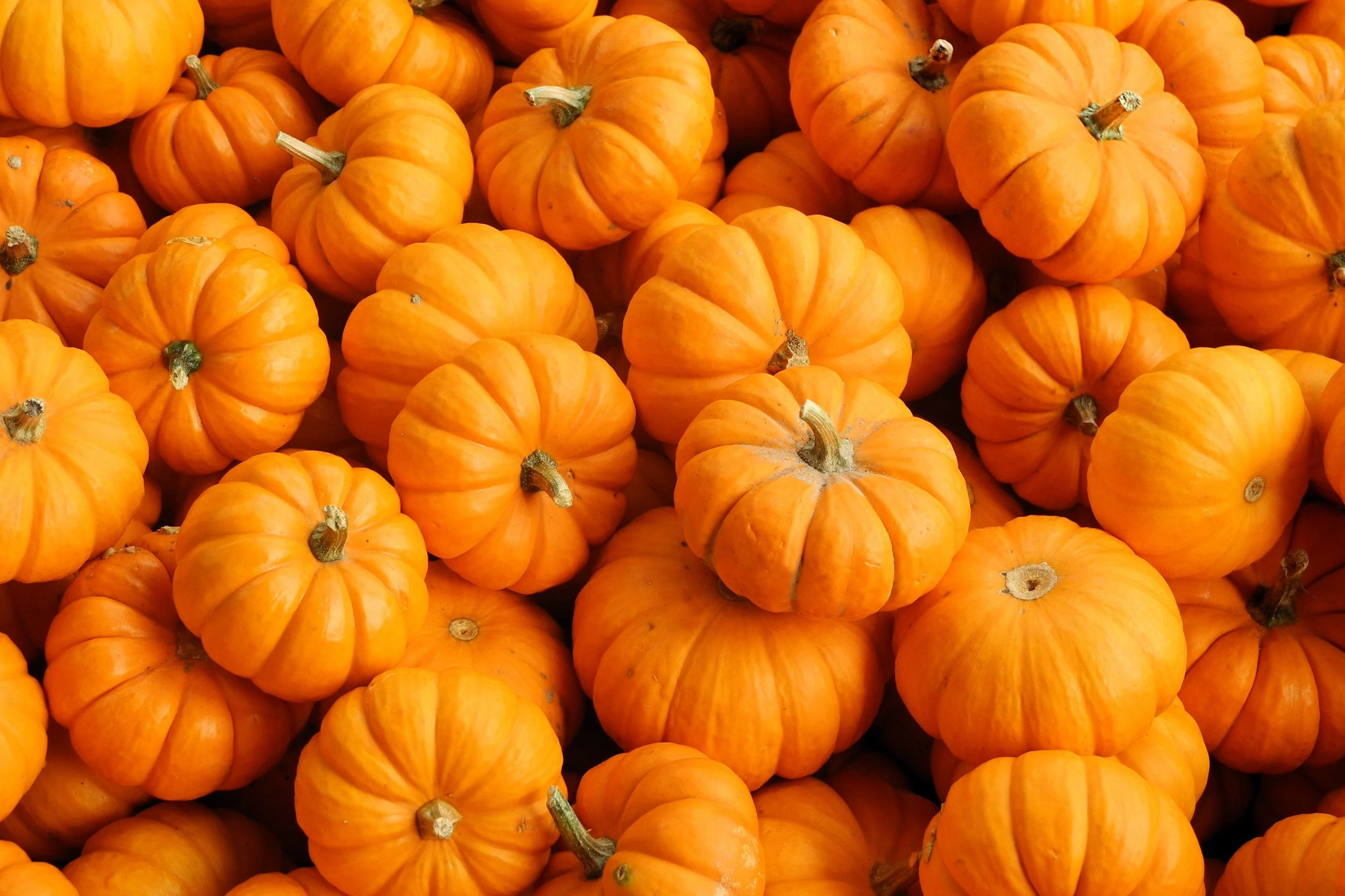 20 MINI MIX PUMPKIN Miniature Cucurbita Pepo White Green Orange Striped Vegetable Seeds - Image 10