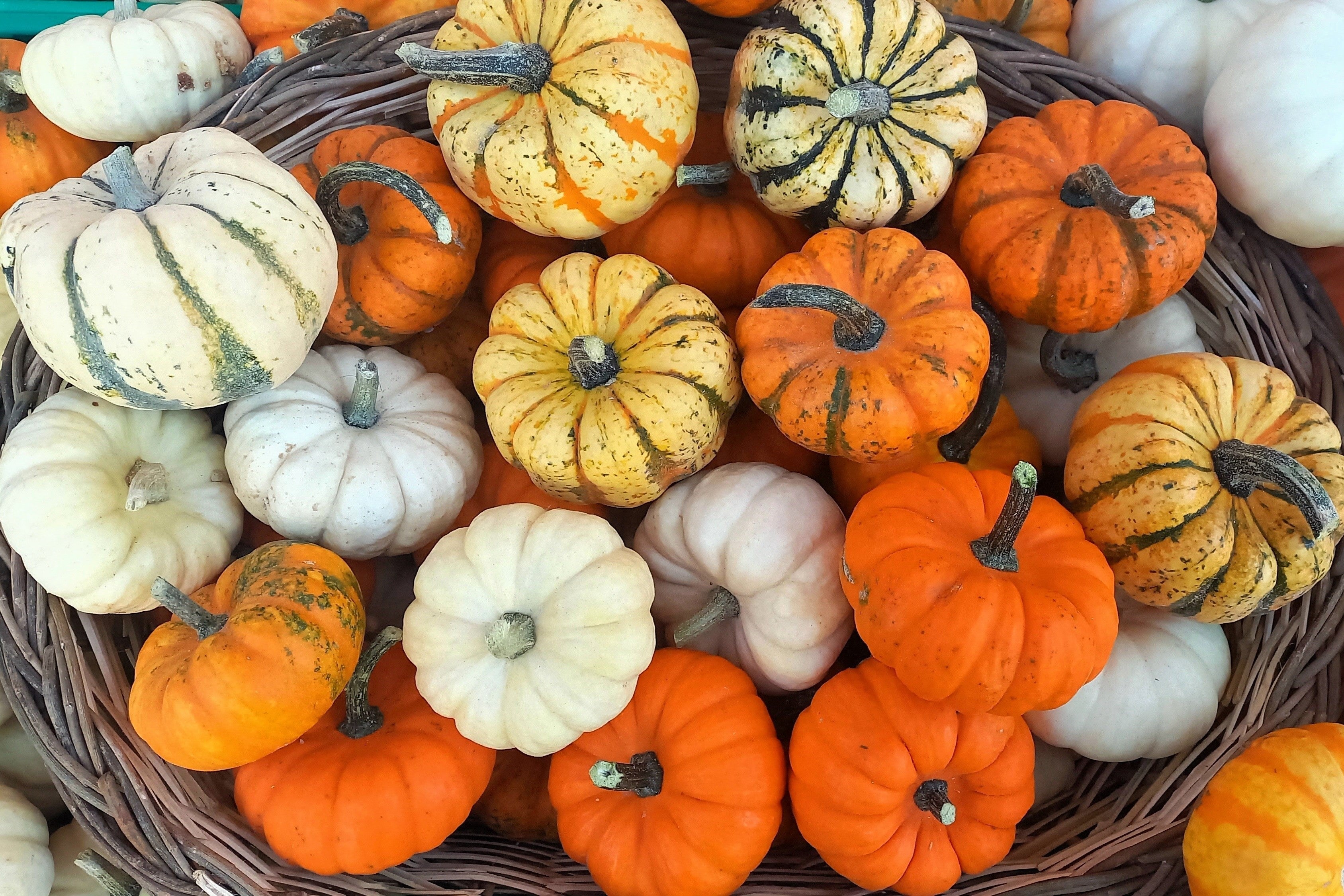 20 MINI MIX PUMPKIN Miniature Cucurbita Pepo White Green Orange Striped Vegetable Seeds - Image 4