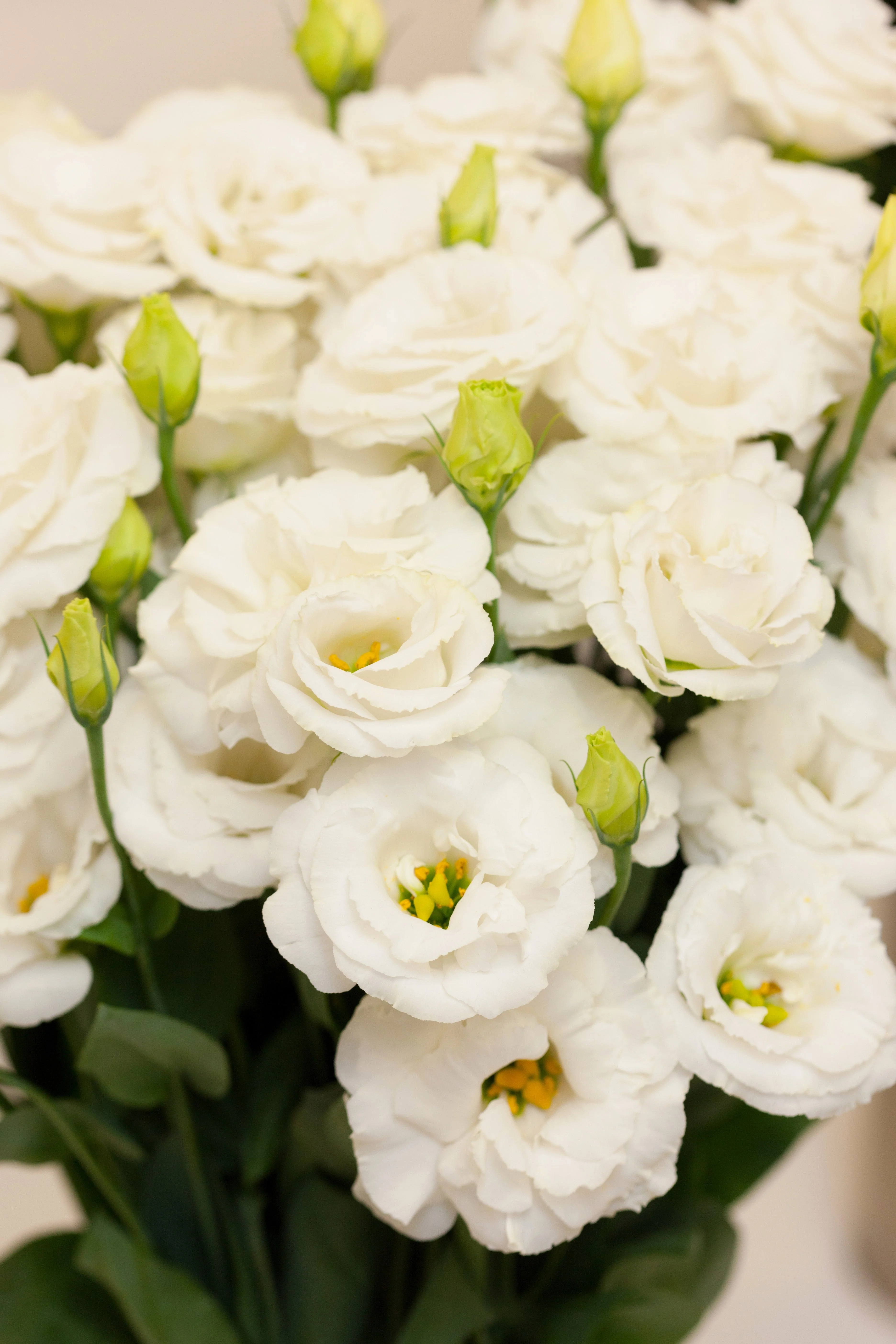 20 Mixed Colors LISIANTHUS Eustoma Grandiflorum Bluebell Gentian Flower Seeds - Image 9