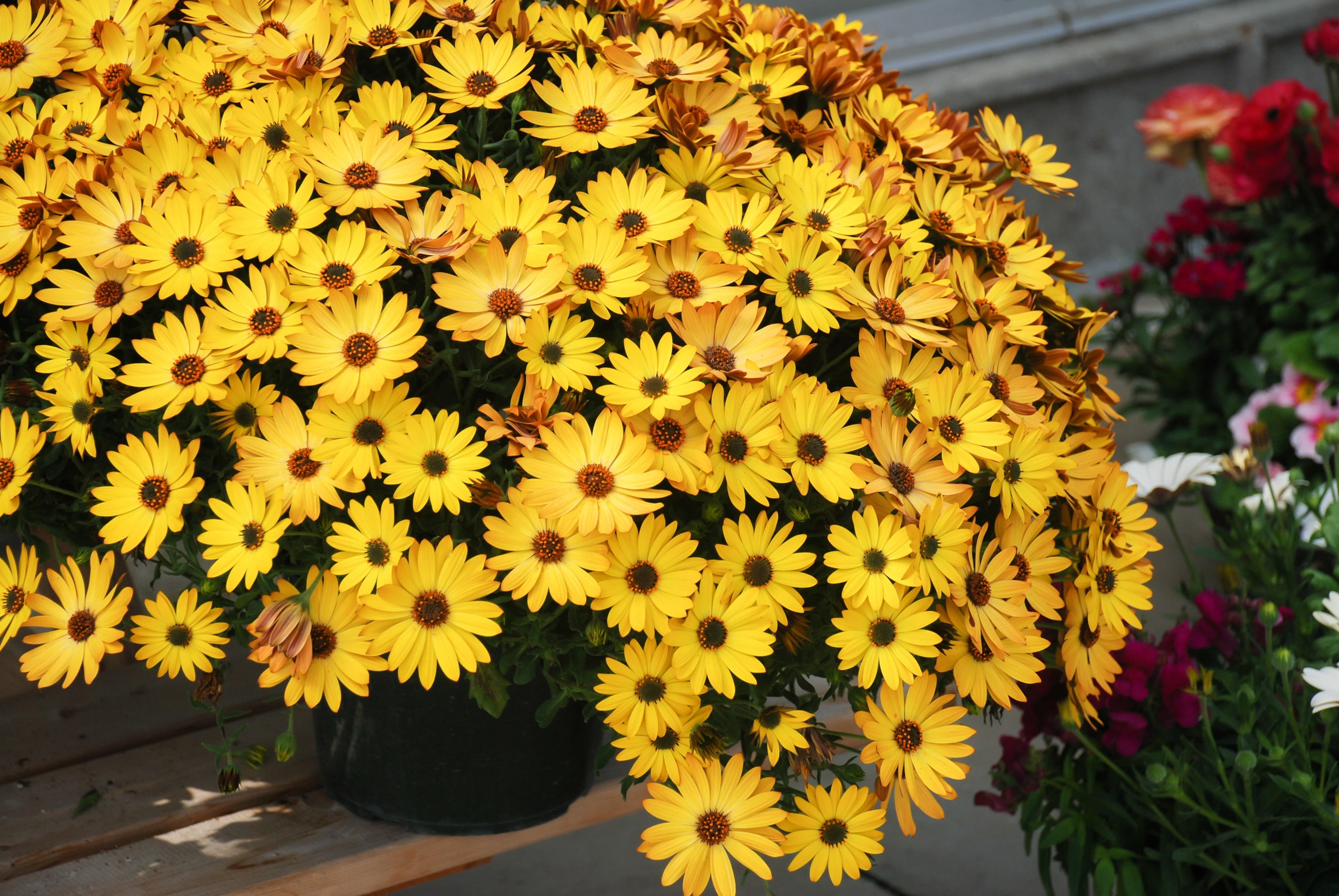 20 MIXED COLORS OSTEOSPERMUM Ecklonis African Cape Daisy Flower Seeds - Image 11