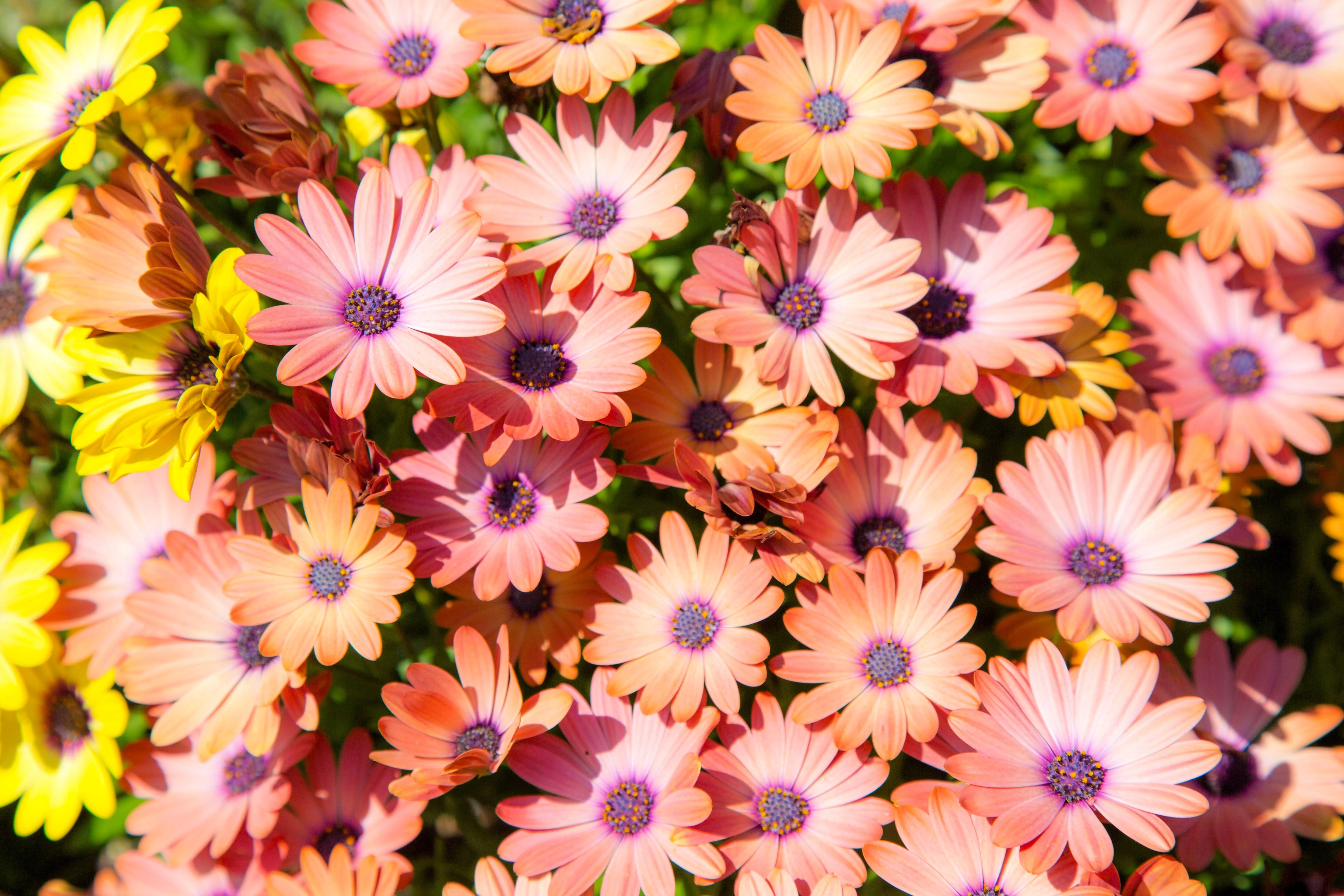 20 MIXED COLORS OSTEOSPERMUM Ecklonis African Cape Daisy Flower Seeds - Image 8