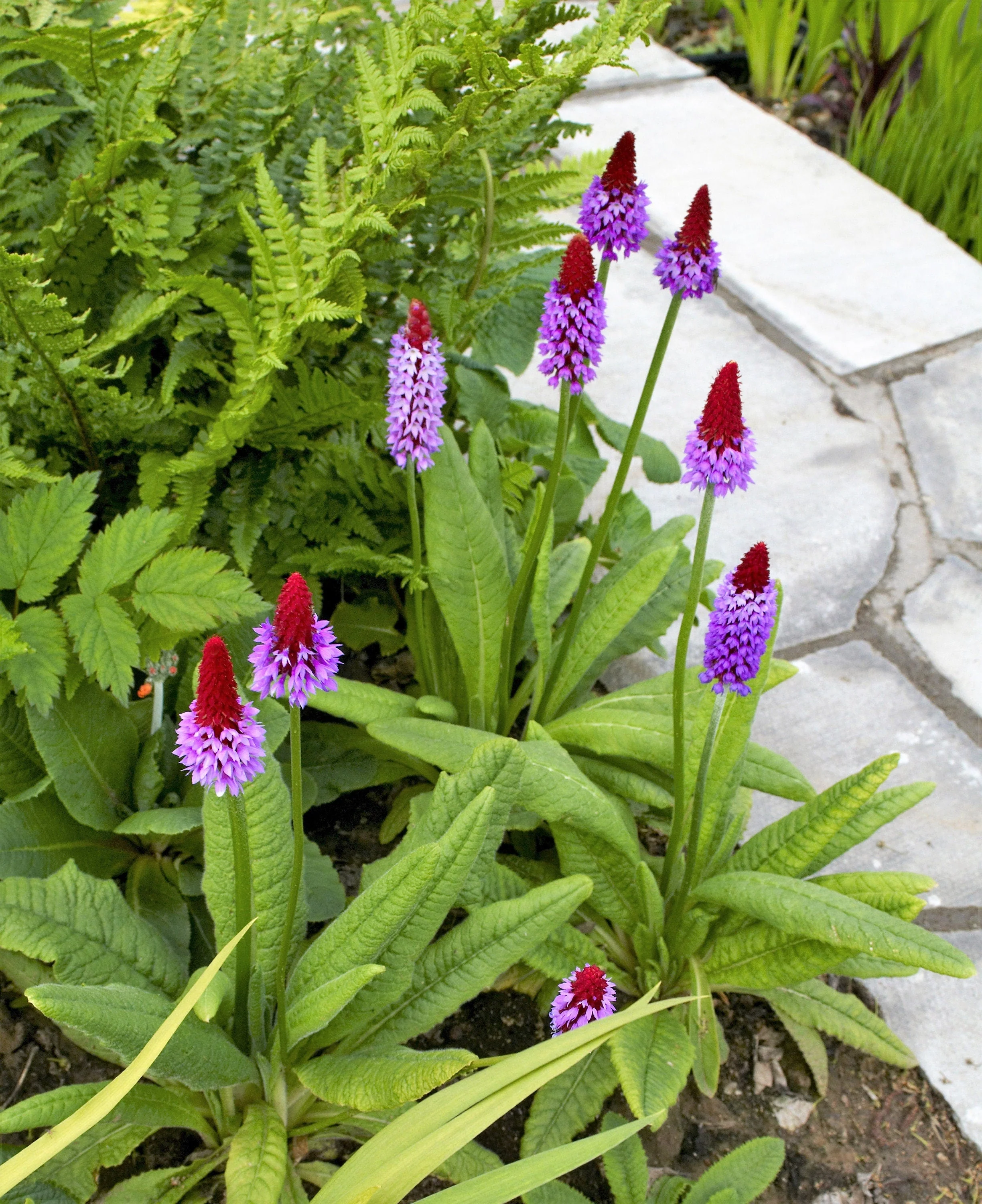 20 ORCHID PRIMROSE Primula Vialii Red Hot Poker Red Pink Purple Shade Wet Flower Seeds - Image 6
