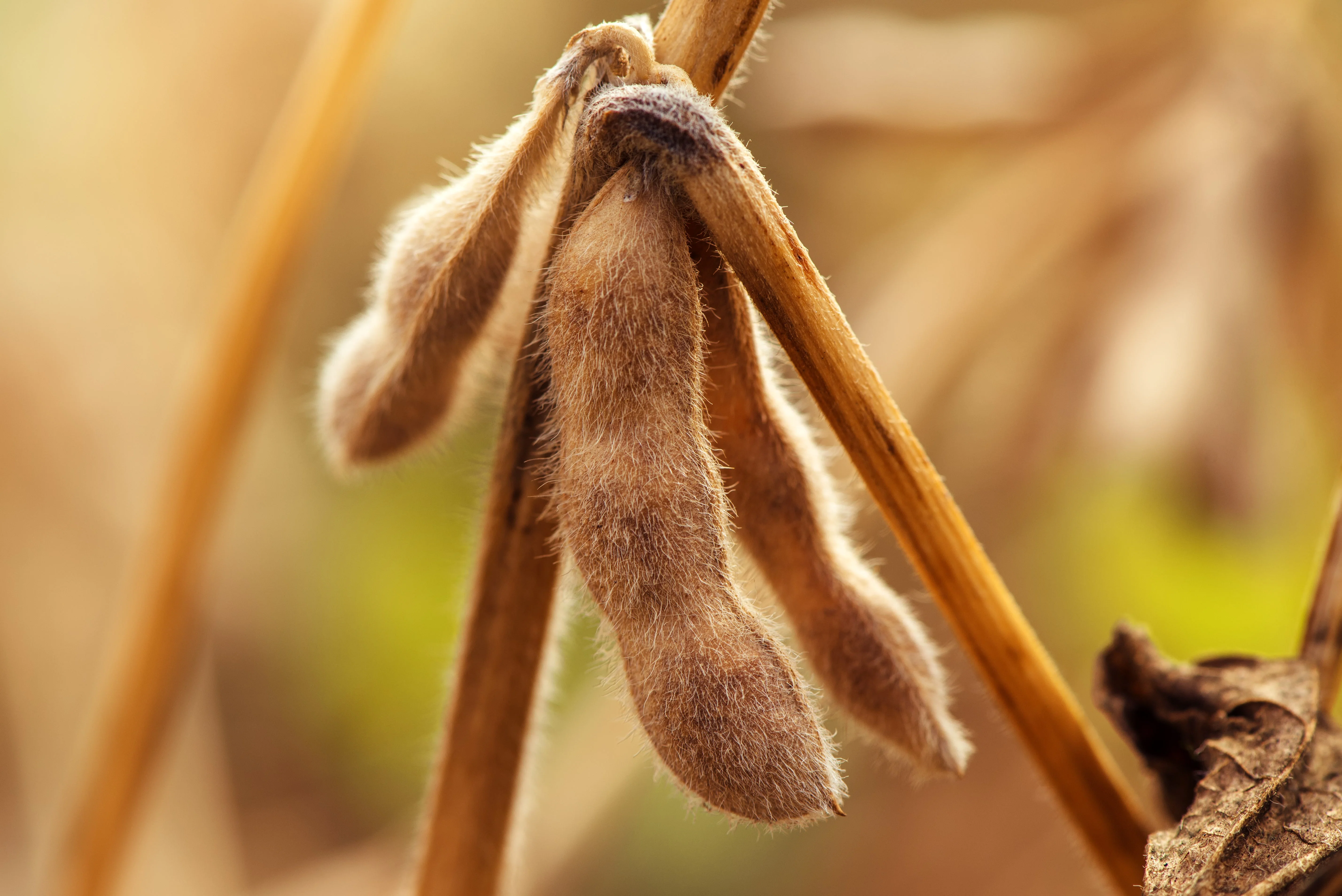 20 Organic Sweet KOREAN BLACK SOYBEAN Glycine Max Edamame Soy Bean Vegetable Seeds - Image 3