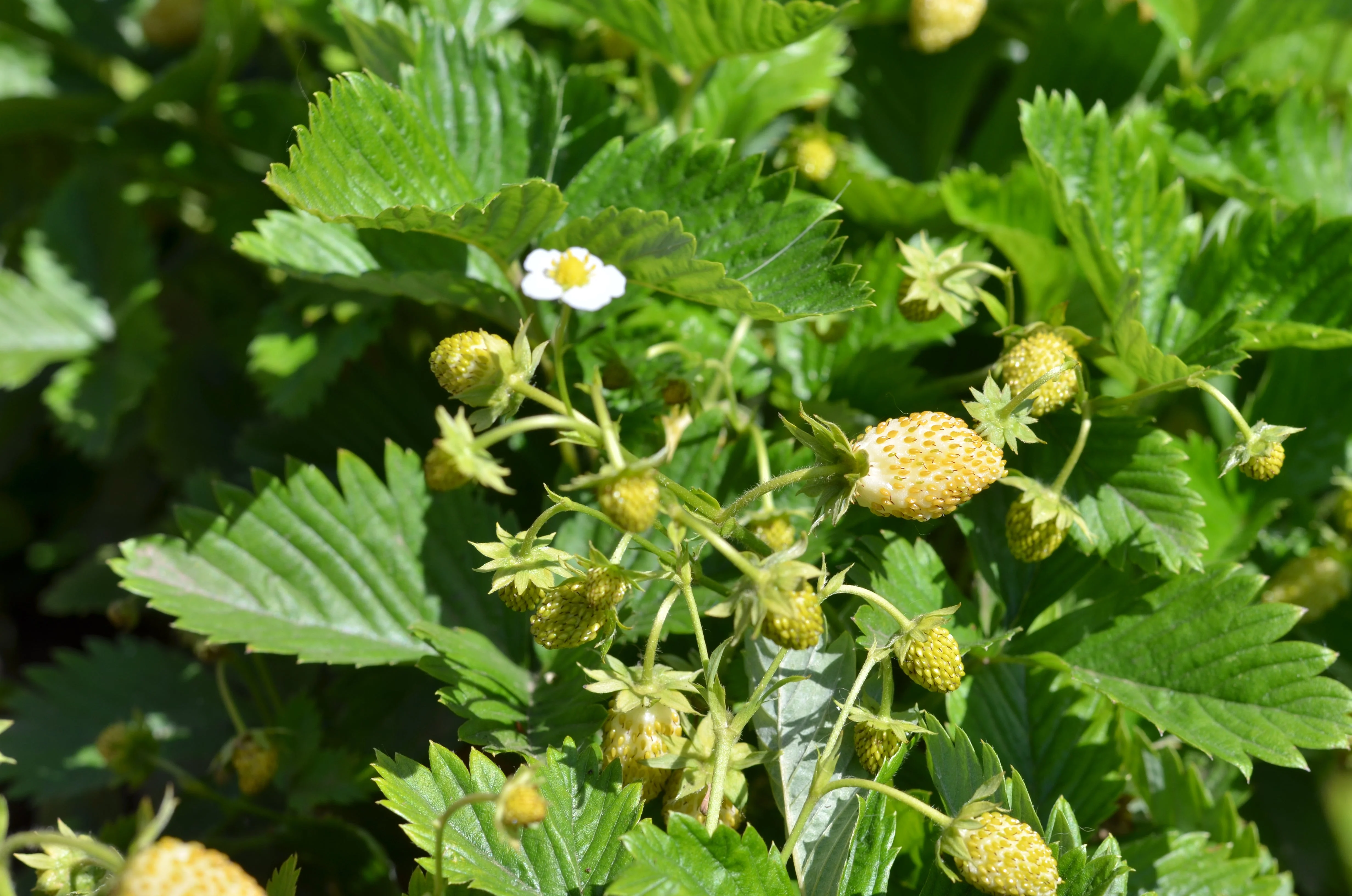 20 ' PINEAPPLE CRUSH ' STRAWBERRY Everbearing Fragaria Vesca Alpine White Yellow Berry Seeds - Image 6