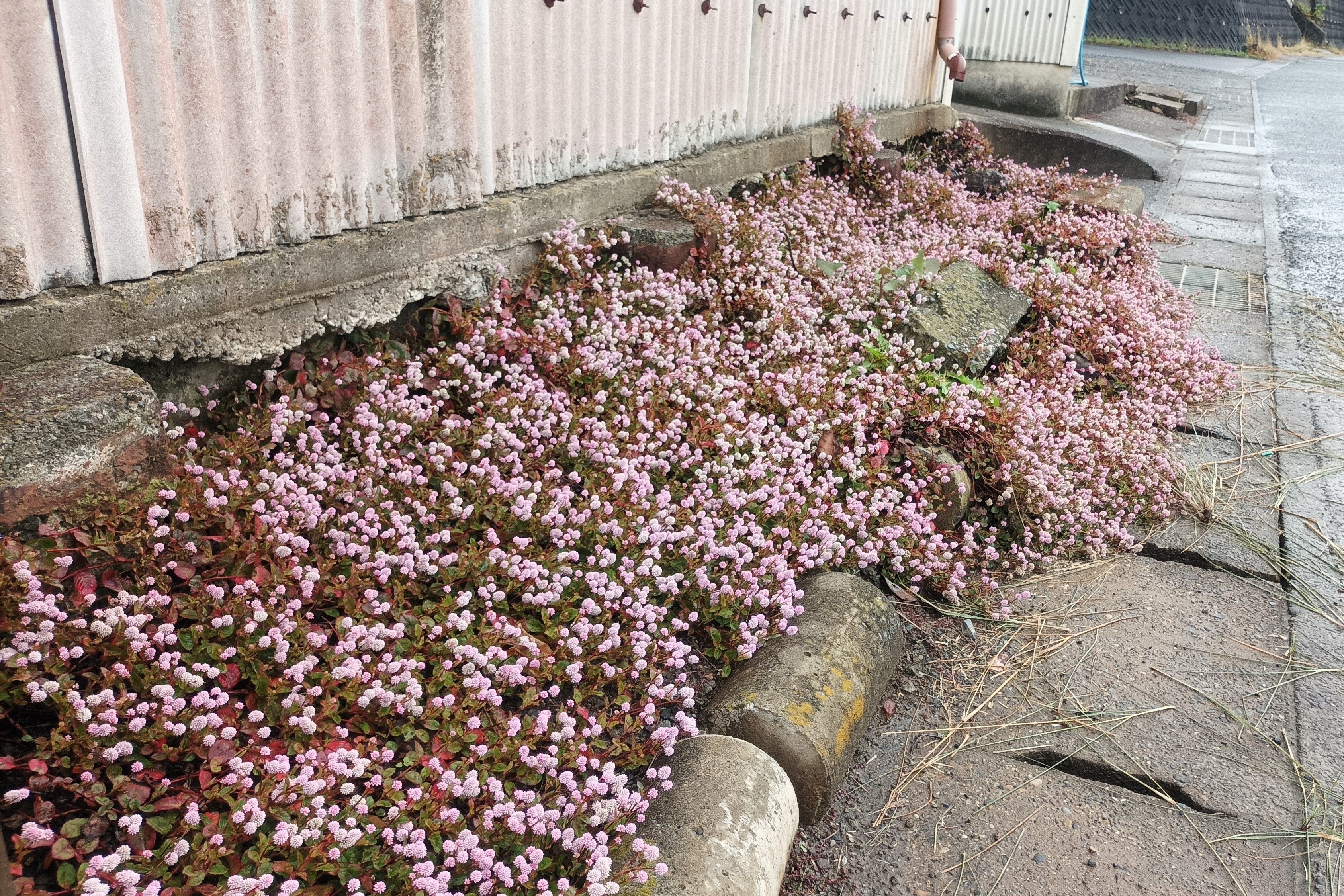 20 PUNCHING BALLS Pink Buttons Persicaria Capitata Polygonum Flower Seeds - Image 5