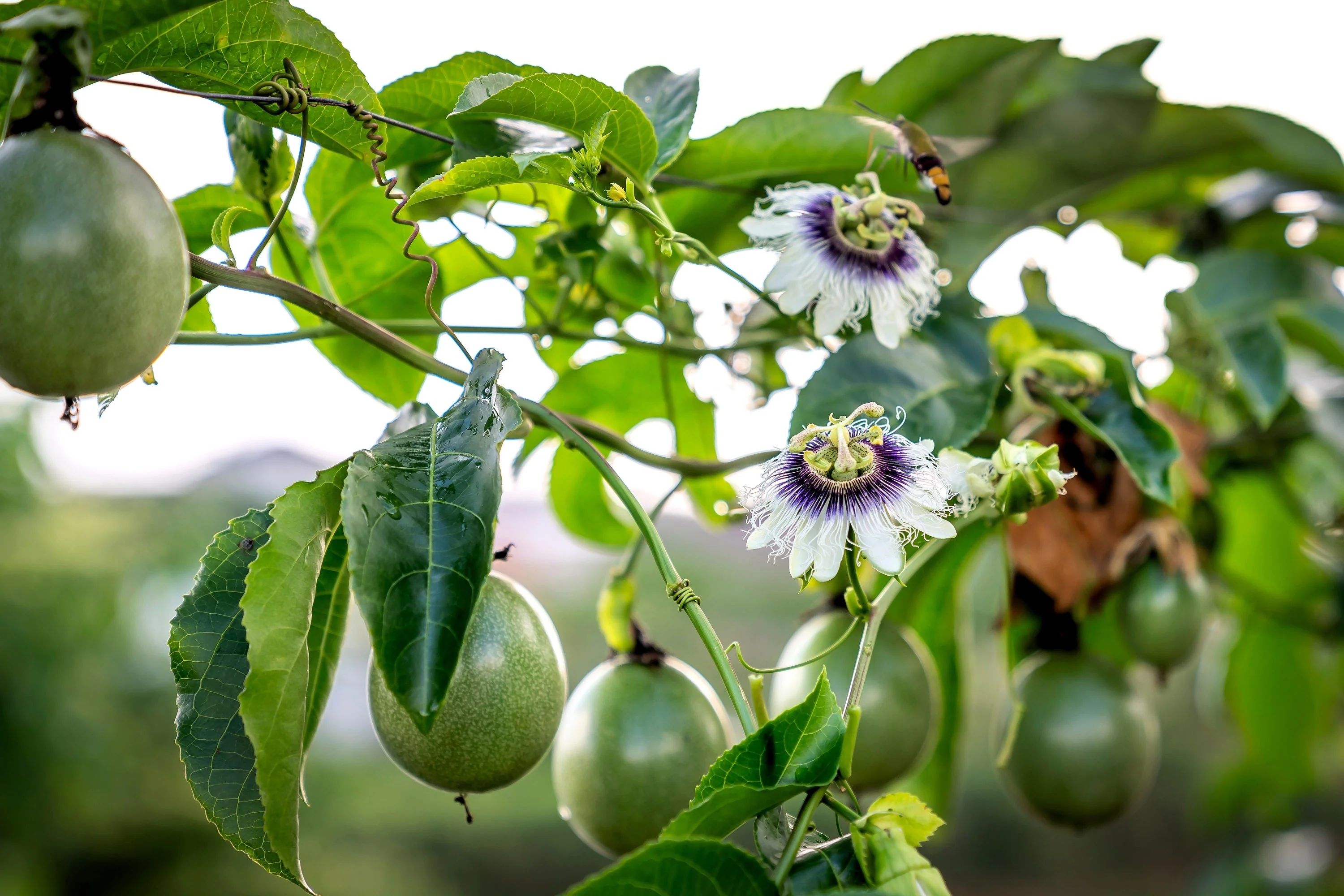 20 PURPLE PASSION FRUIT Passionflower Granadilla Passiflora Edulis Flower Vine Seeds - Image 11