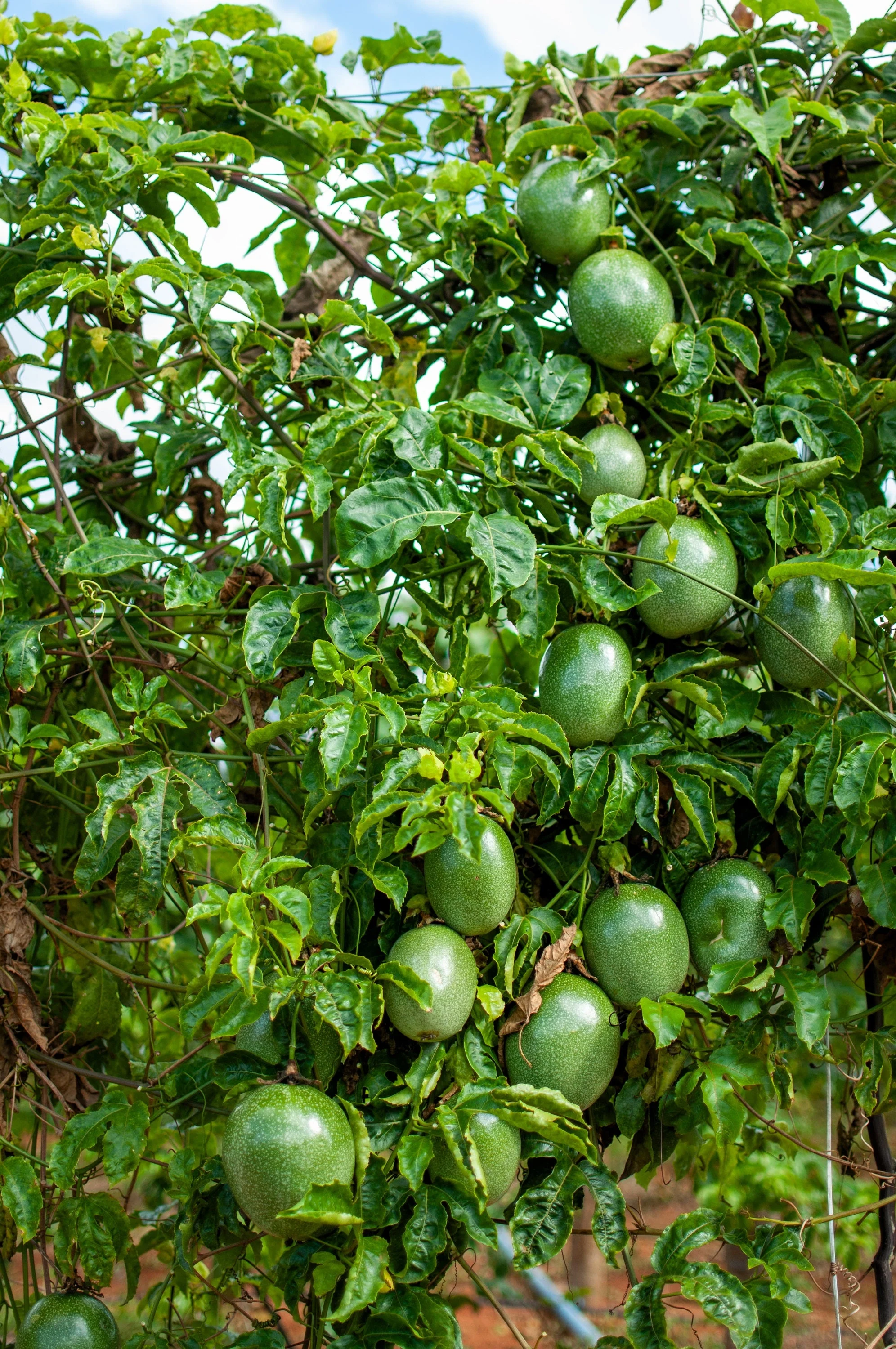 20 PURPLE PASSION FRUIT Passionflower Granadilla Passiflora Edulis Flower Vine Seeds - Image 12