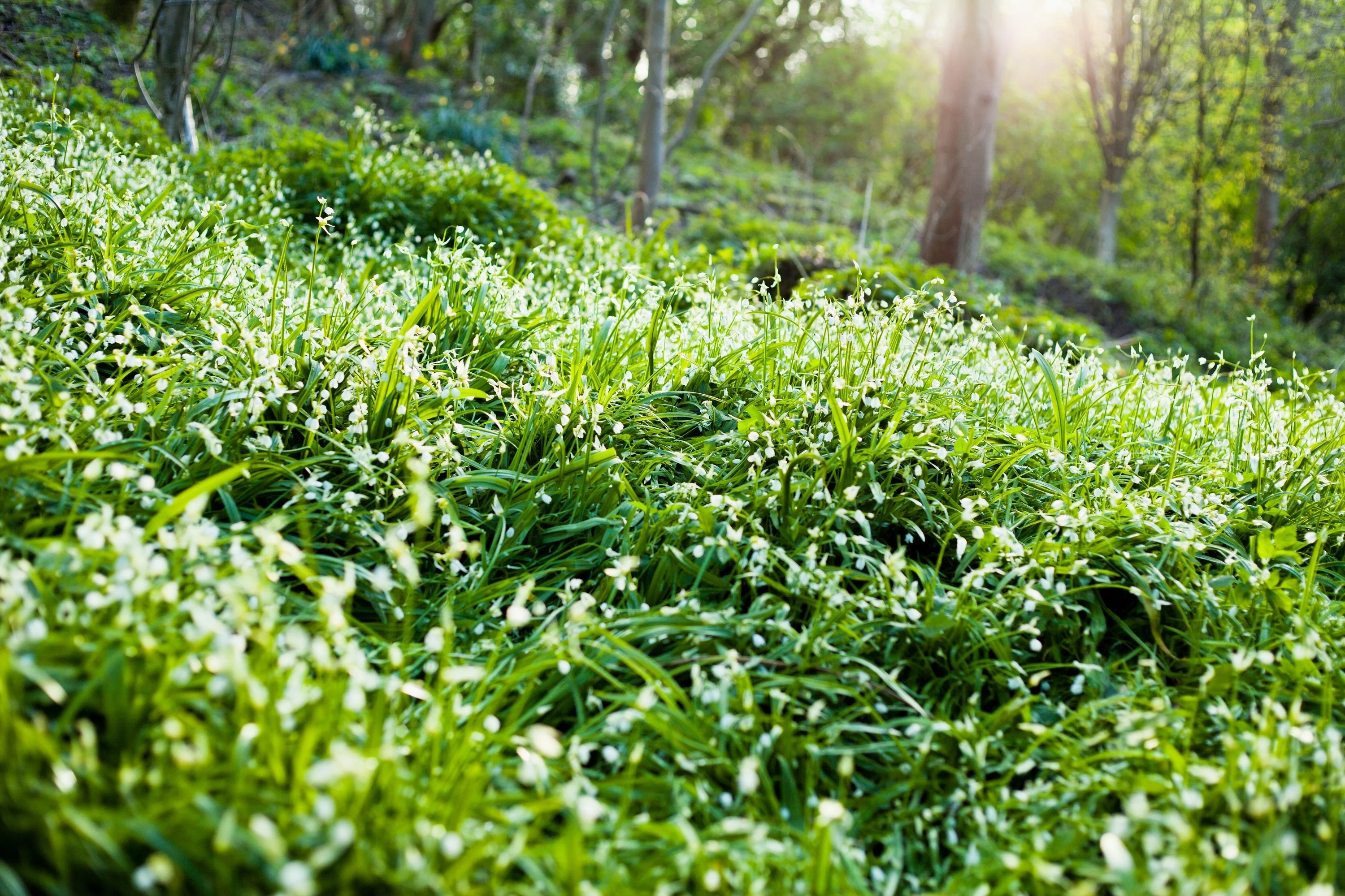 20 RAMP / WILD LEEK Allium Tricoccum Ramps Vegetable Herb White Shade Flower Seeds - Image 5
