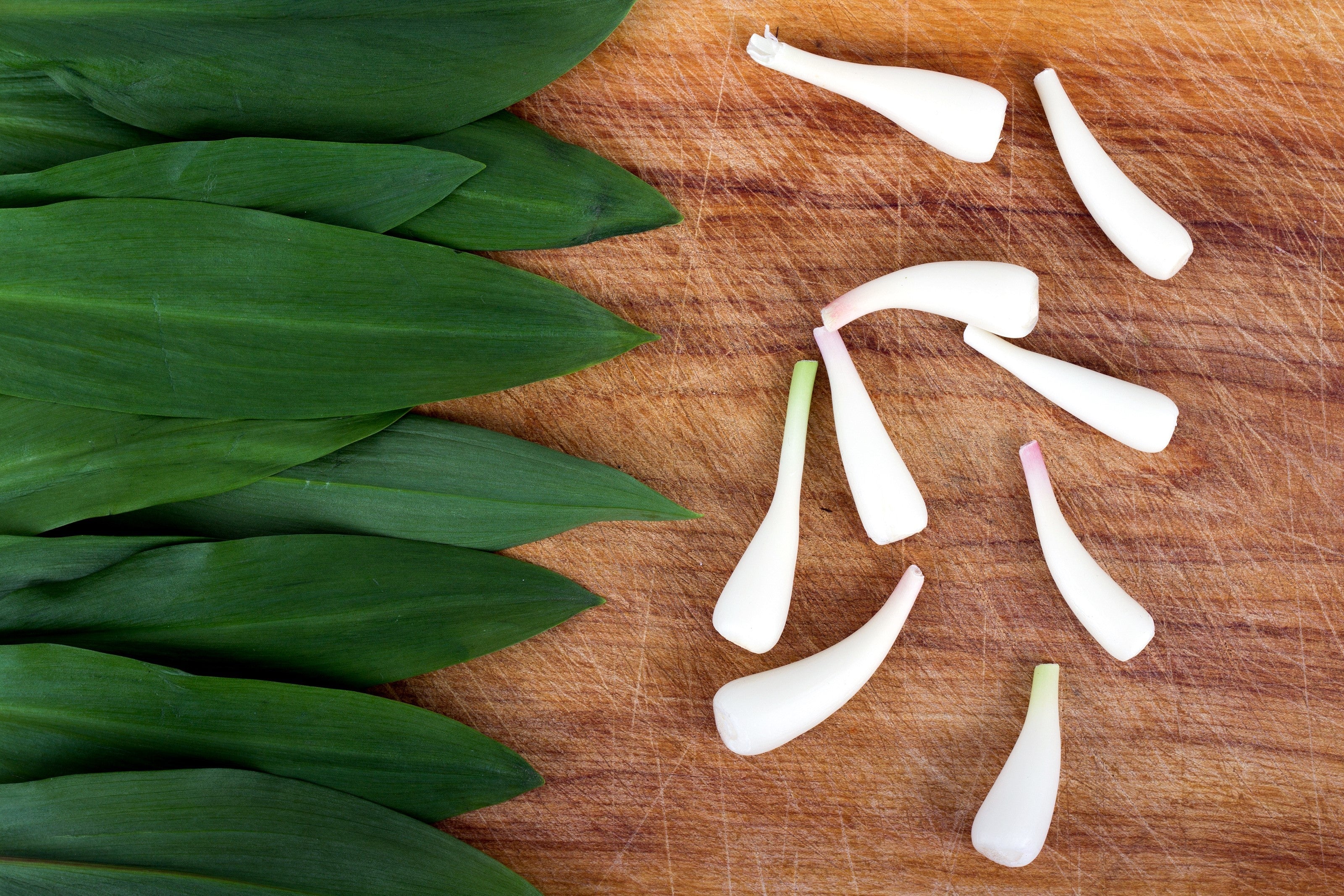 20 RAMP / WILD LEEK Allium Tricoccum Ramps Vegetable Herb White Shade Flower Seeds - Image 9
