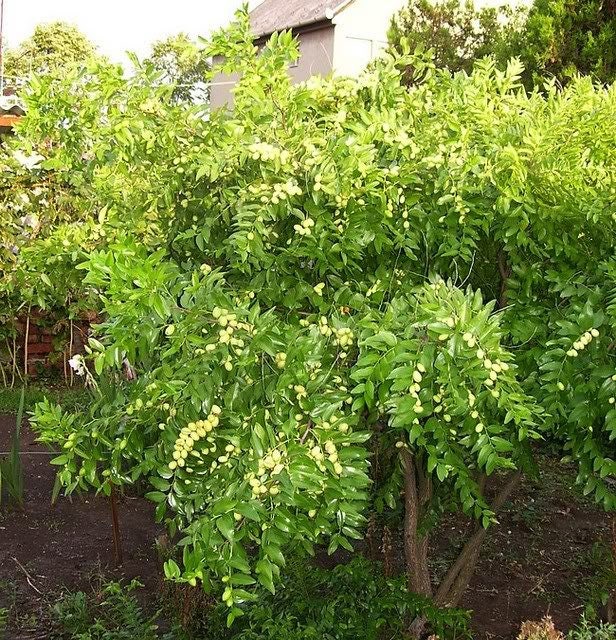 20 RED Chinese DATE TREE Edible Fruit Jujube Ziziphus Jujuba Yellow Flower Seeds - Image 3