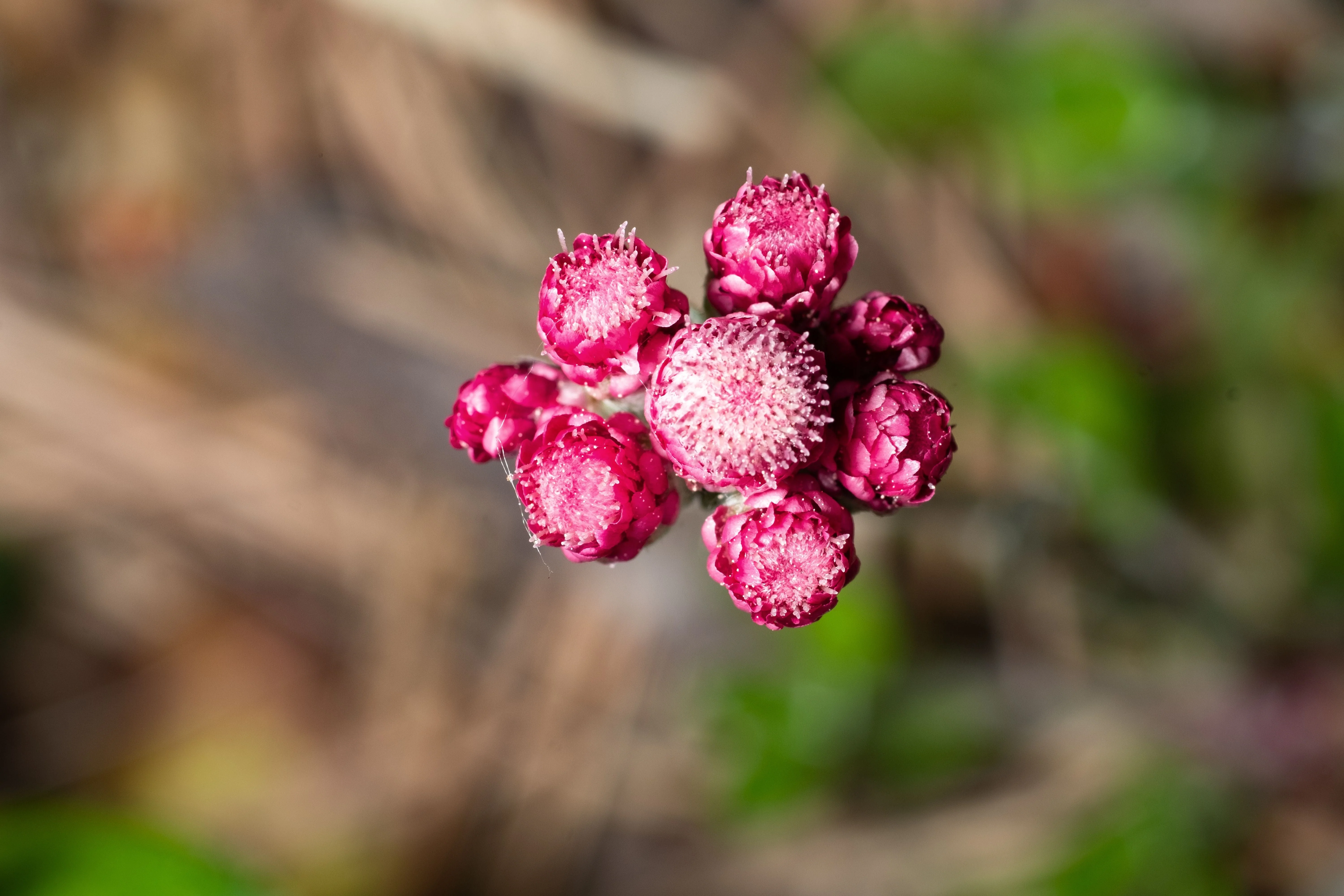 20 RED PUSSYTOES Antennaria Dioica Rubra Everlasting Flower Seeds - Image 5