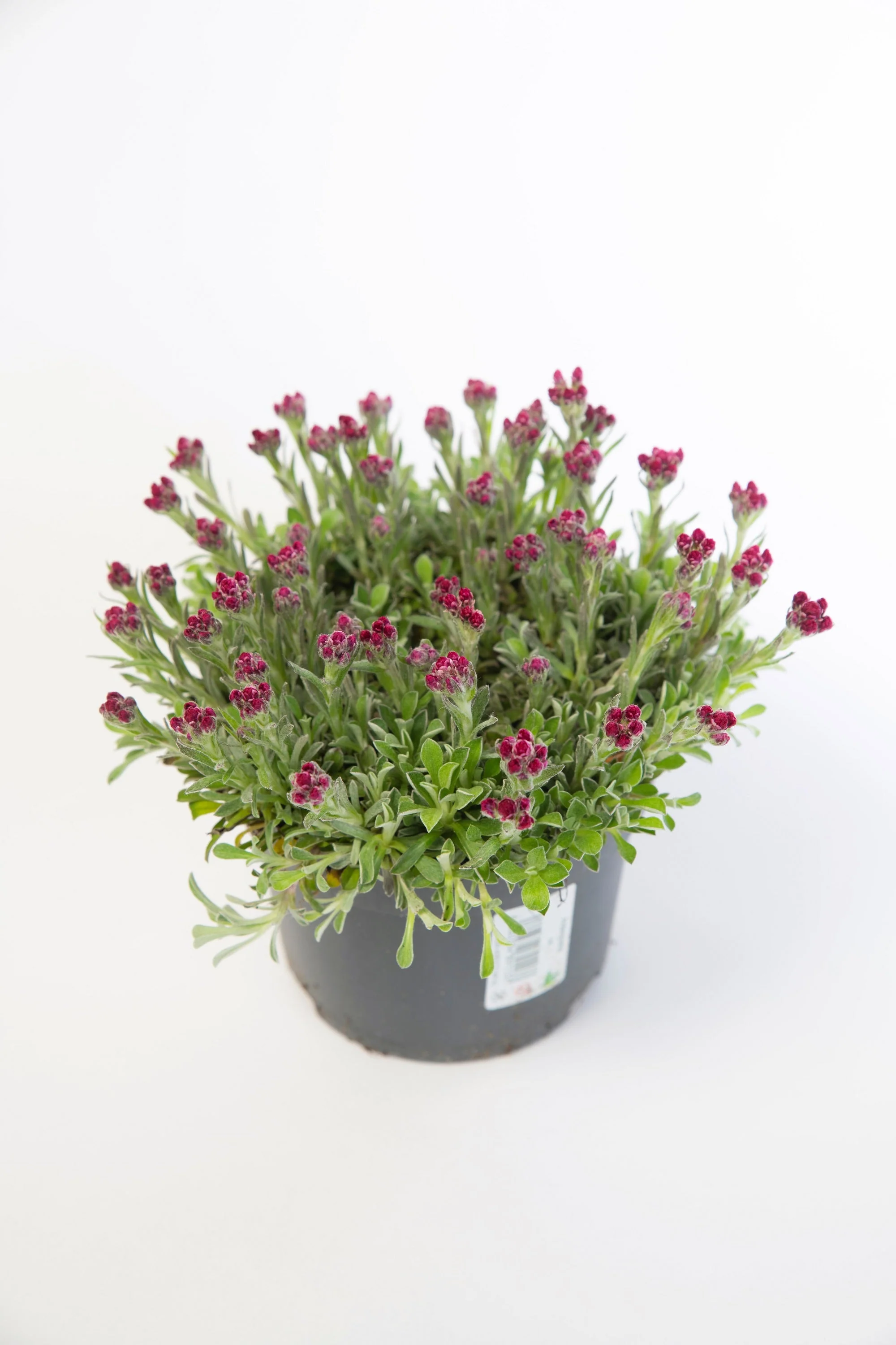20 RED PUSSYTOES Antennaria Dioica Rubra Everlasting Flower Seeds - Image 9