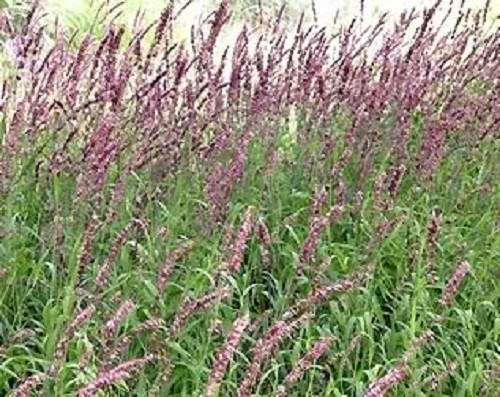 20 RED Spire MELIC GRASS Purple Melica Transsilvanica Flower Seeds - Image 3